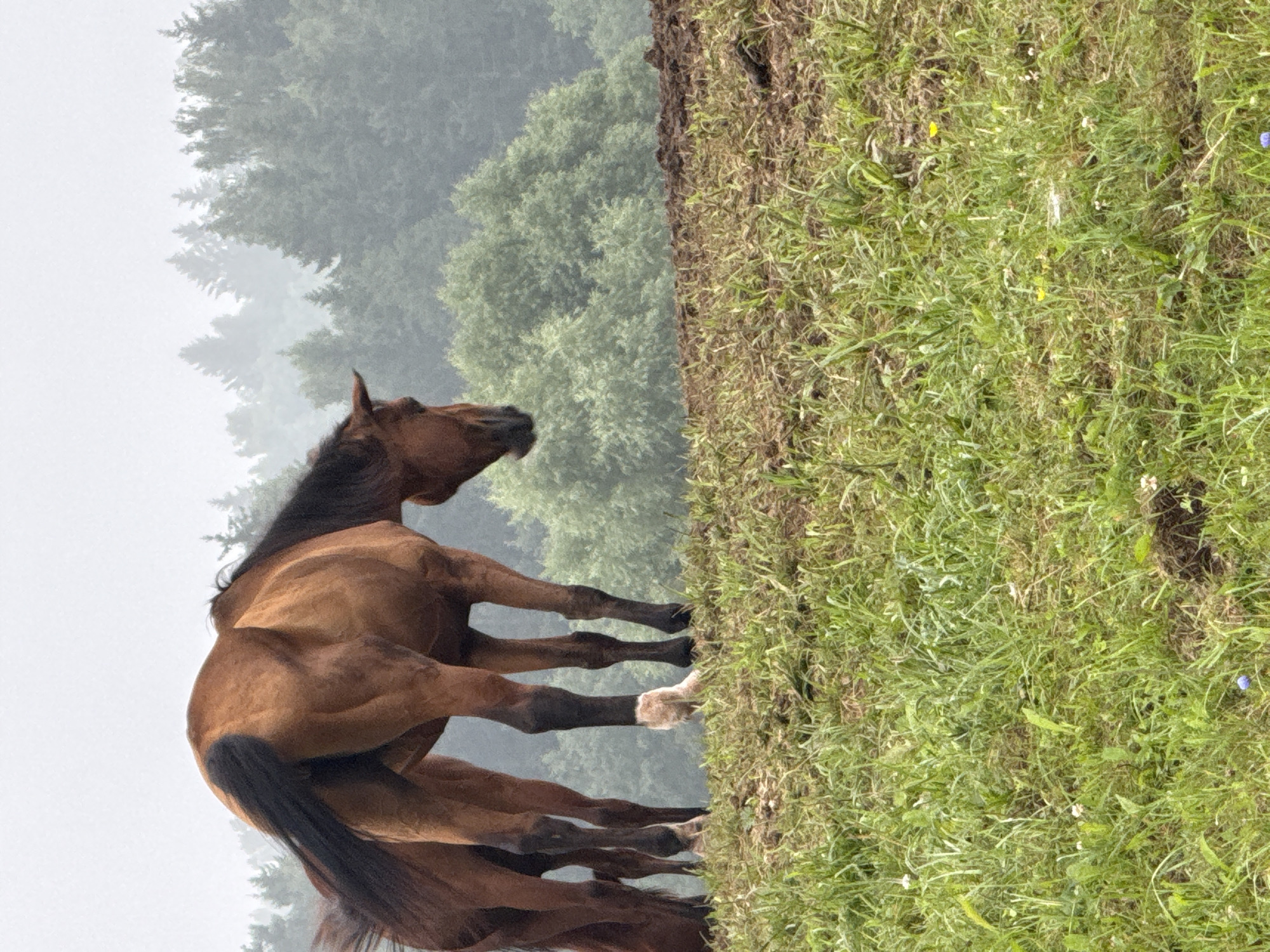 Herd of horses roaming muddy hillsides in rural Lithuania