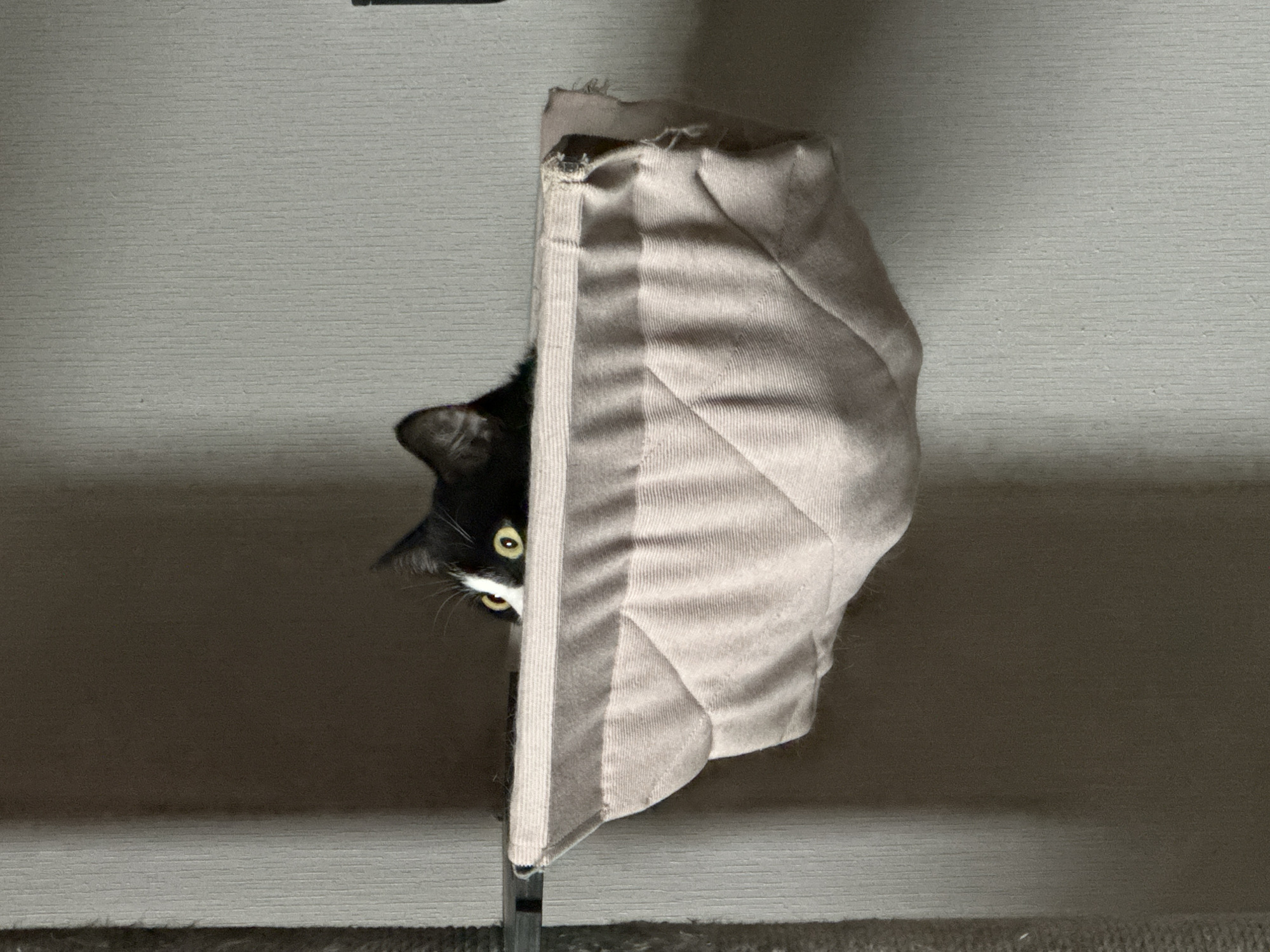 Cats at home in Krasnodar, one in a hammock