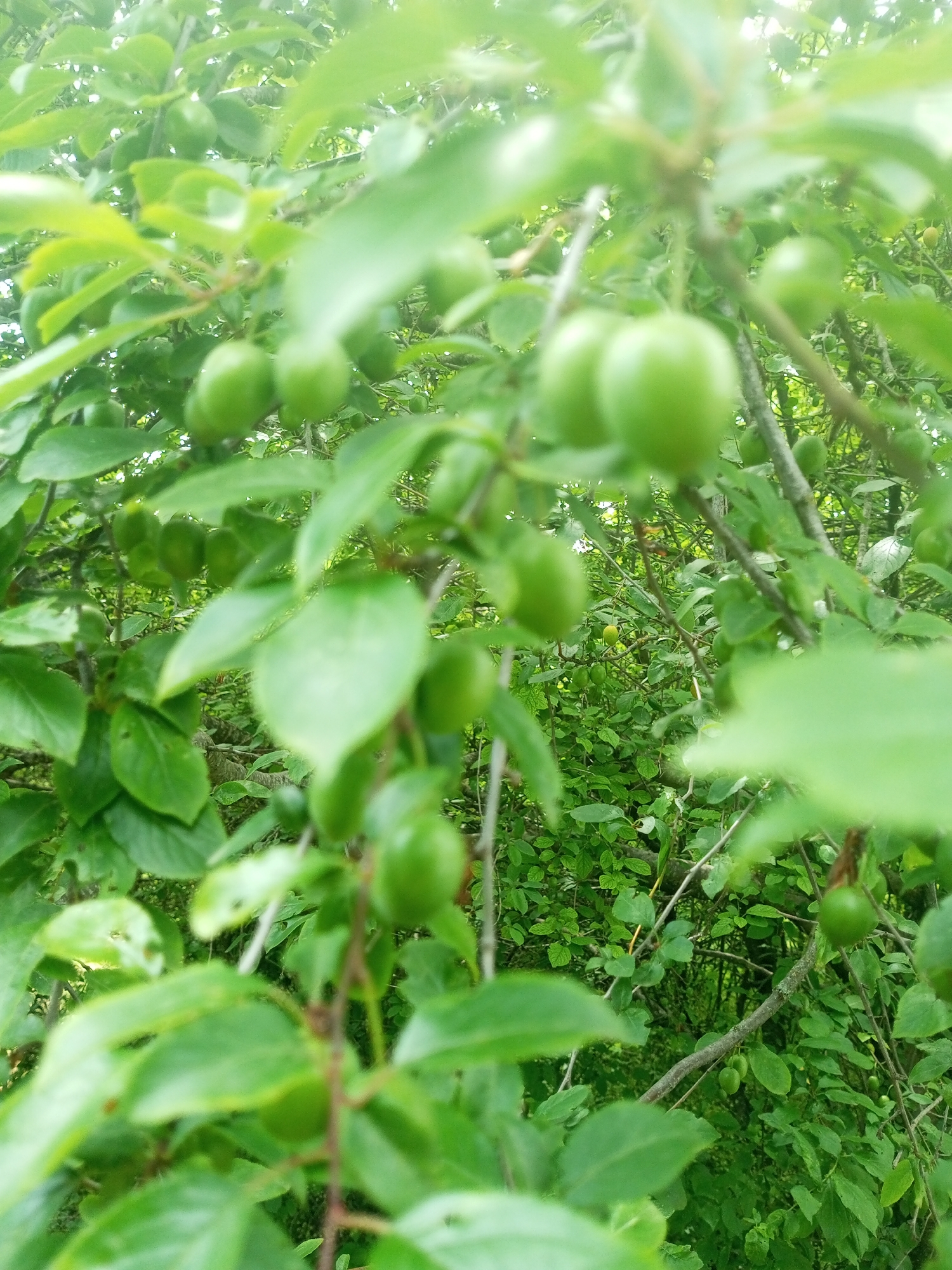 Rural Ukraine scenes: unripe plums and grazing cow documented