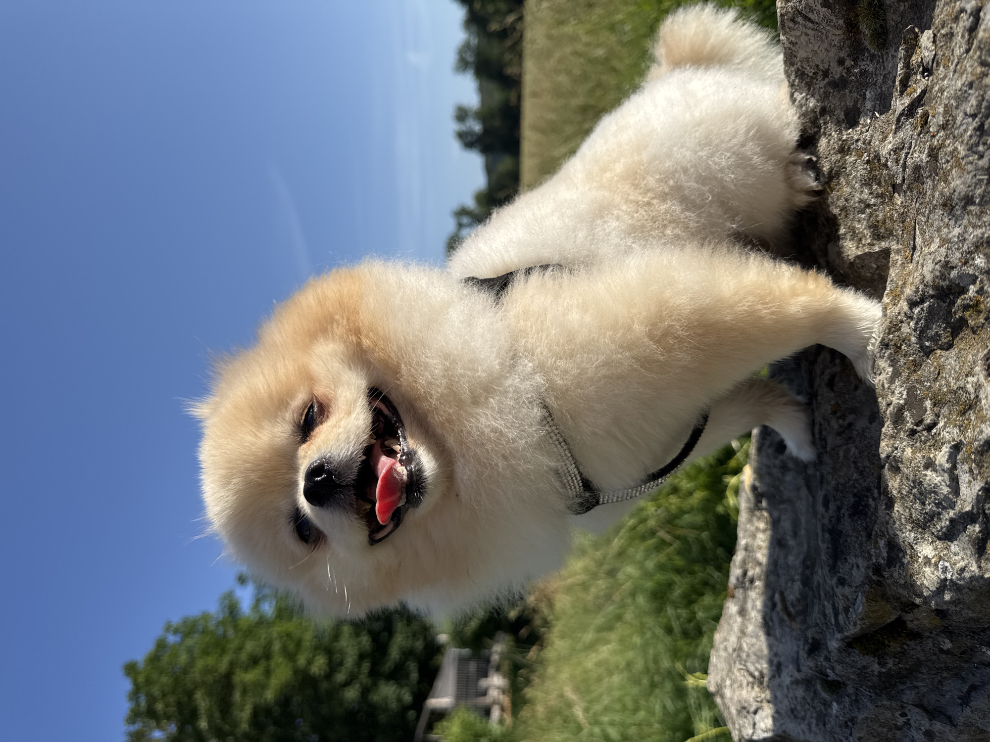 Pomeranian dog poses on rock in German town