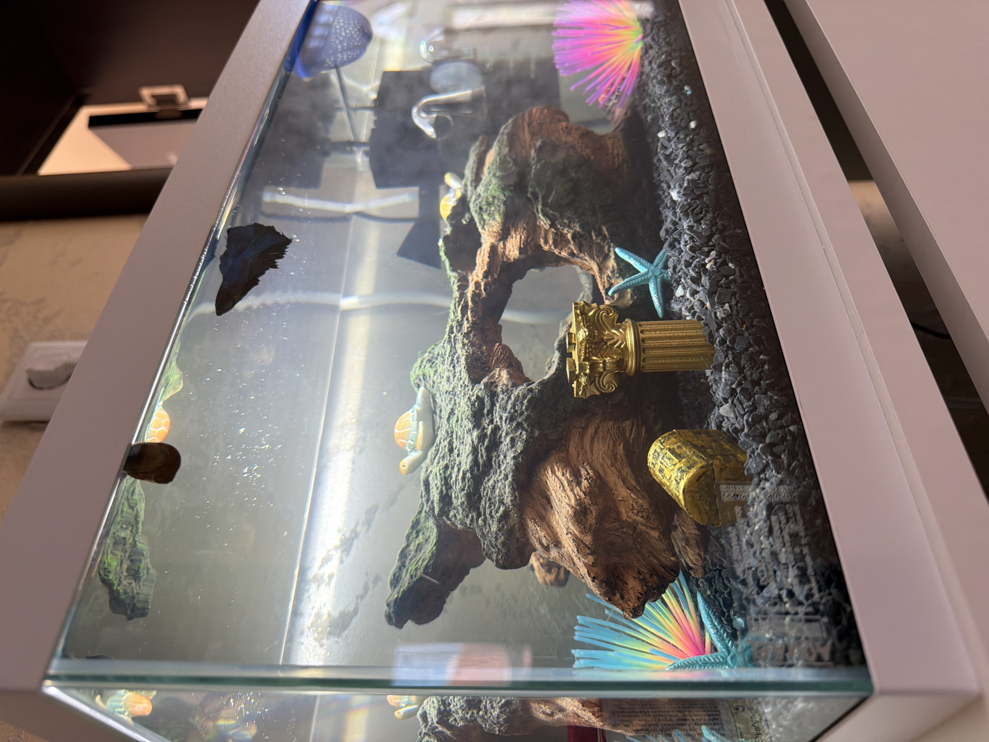 Decorative Betta fish aquarium observed in Hisarya, Bulgaria