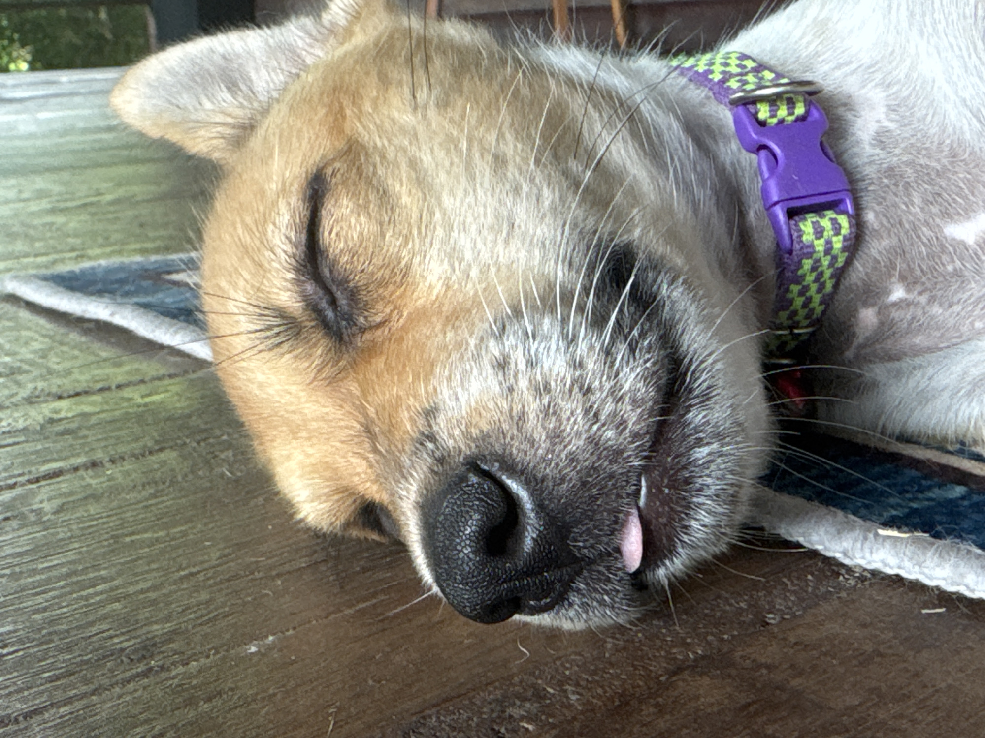 Sleeping Puppy With Patterned Collar Photographed in Kediri