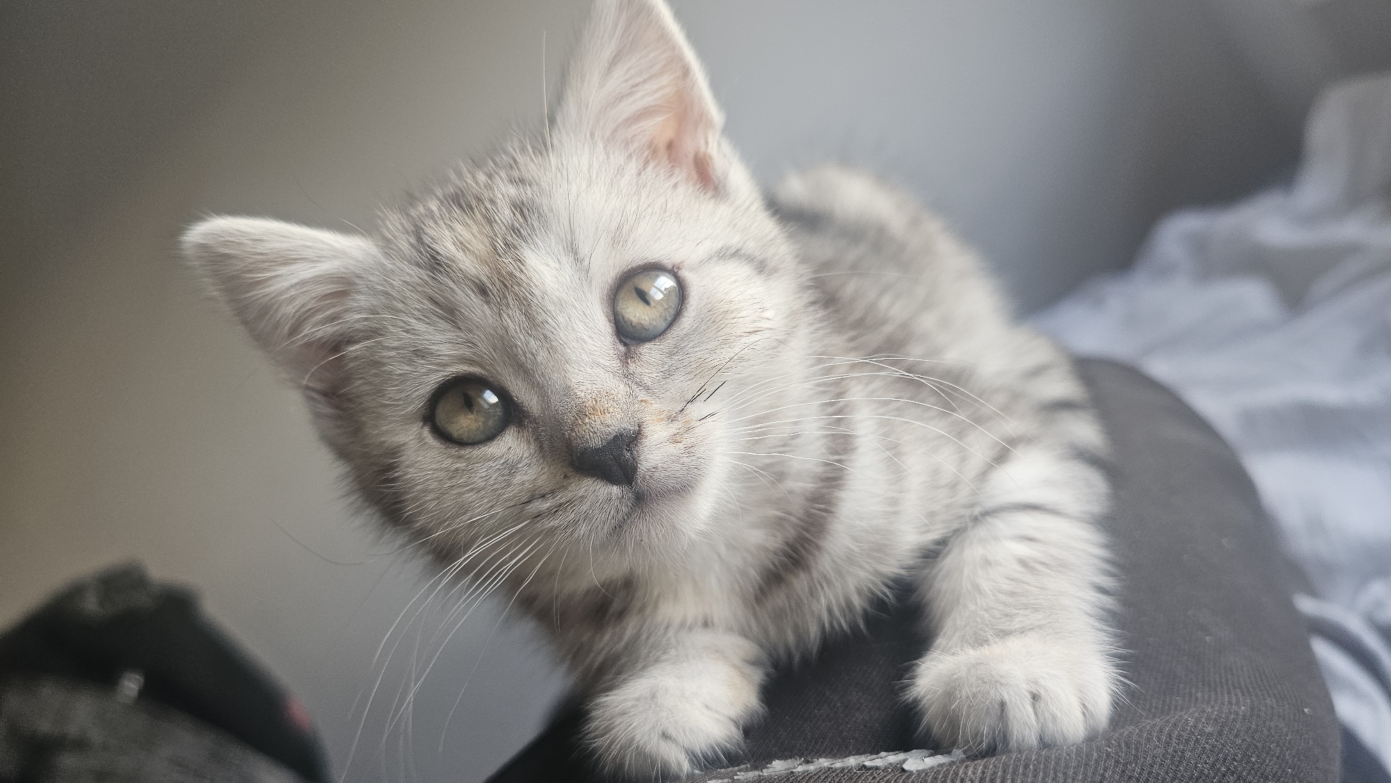 Grey tabby kitten photographed on lap in Rüsselsheim