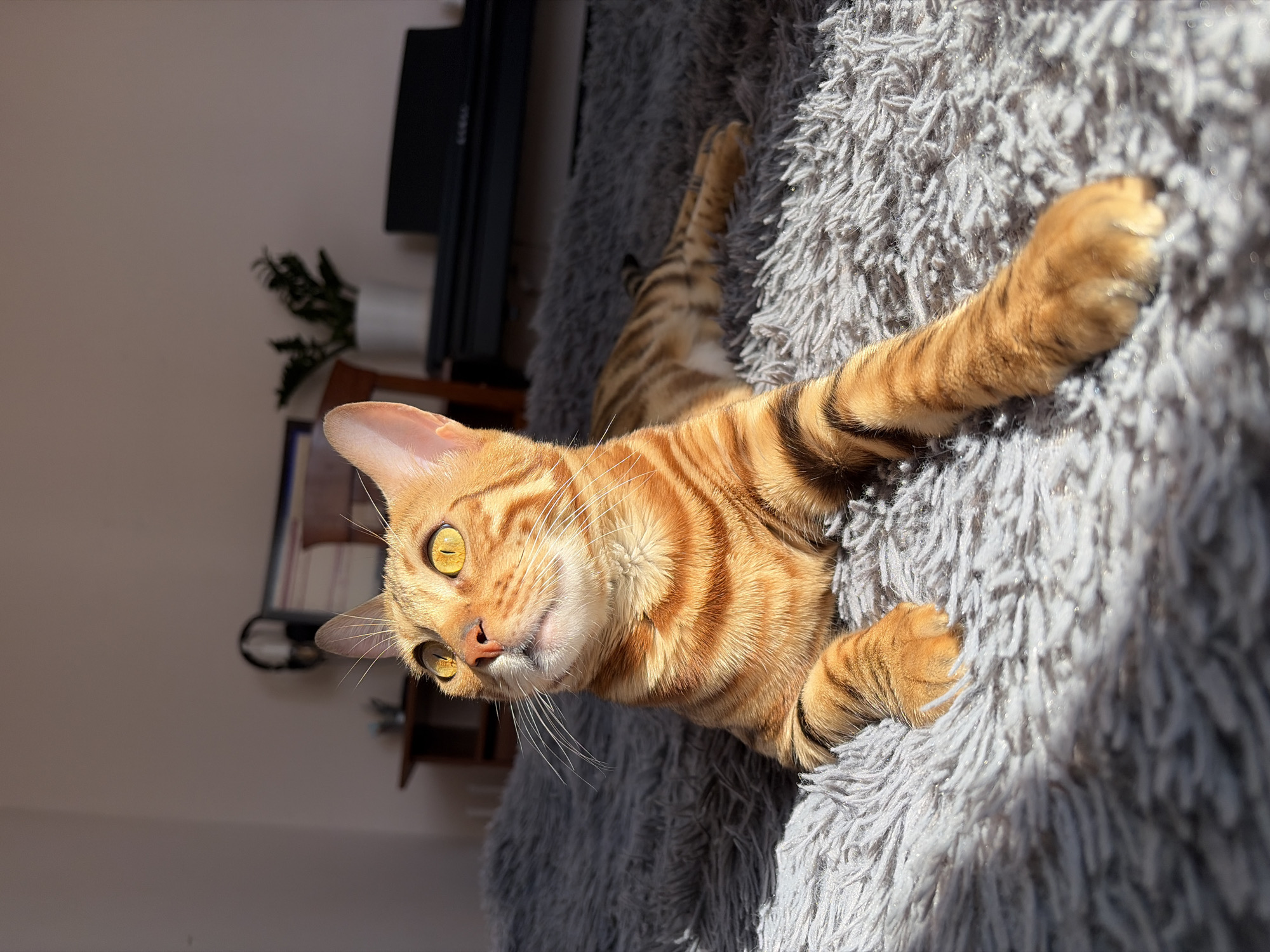 Bengal cat photographed at home in Krasnoyarsk