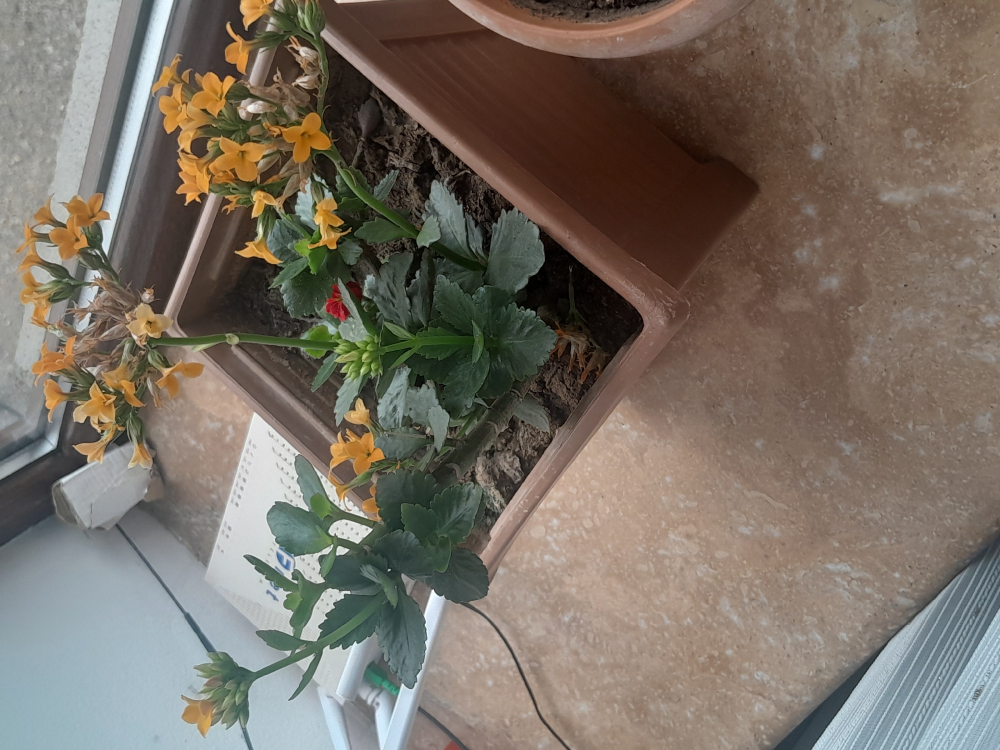 Rural area observations include flowering houseplant and landscape views