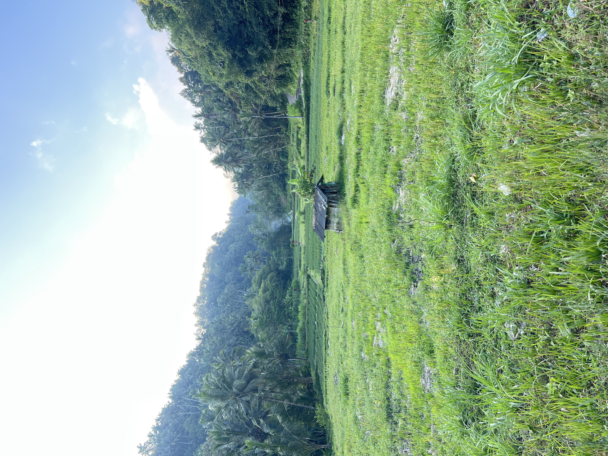 Rice paddies, marigolds, and rural roads through Karangasem