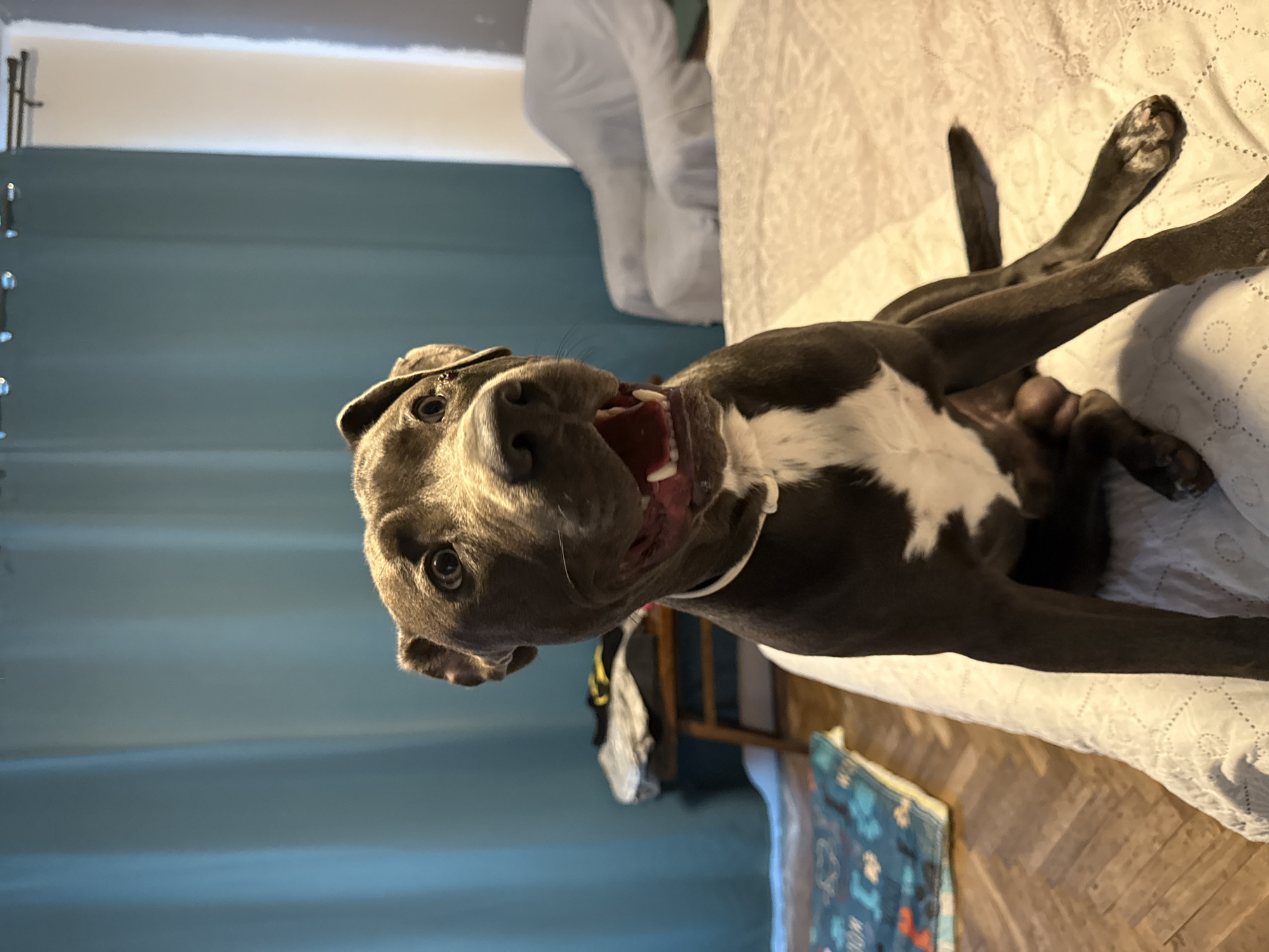 Pit bull in a tiny hat lounges upside down on white bedding