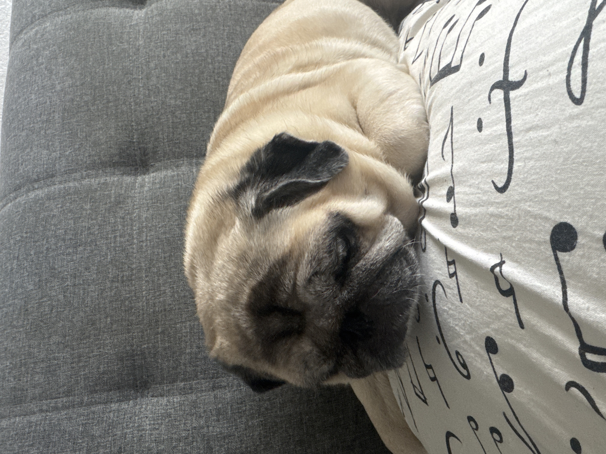 Pug naps on a musical note pillow, fully unbothered.