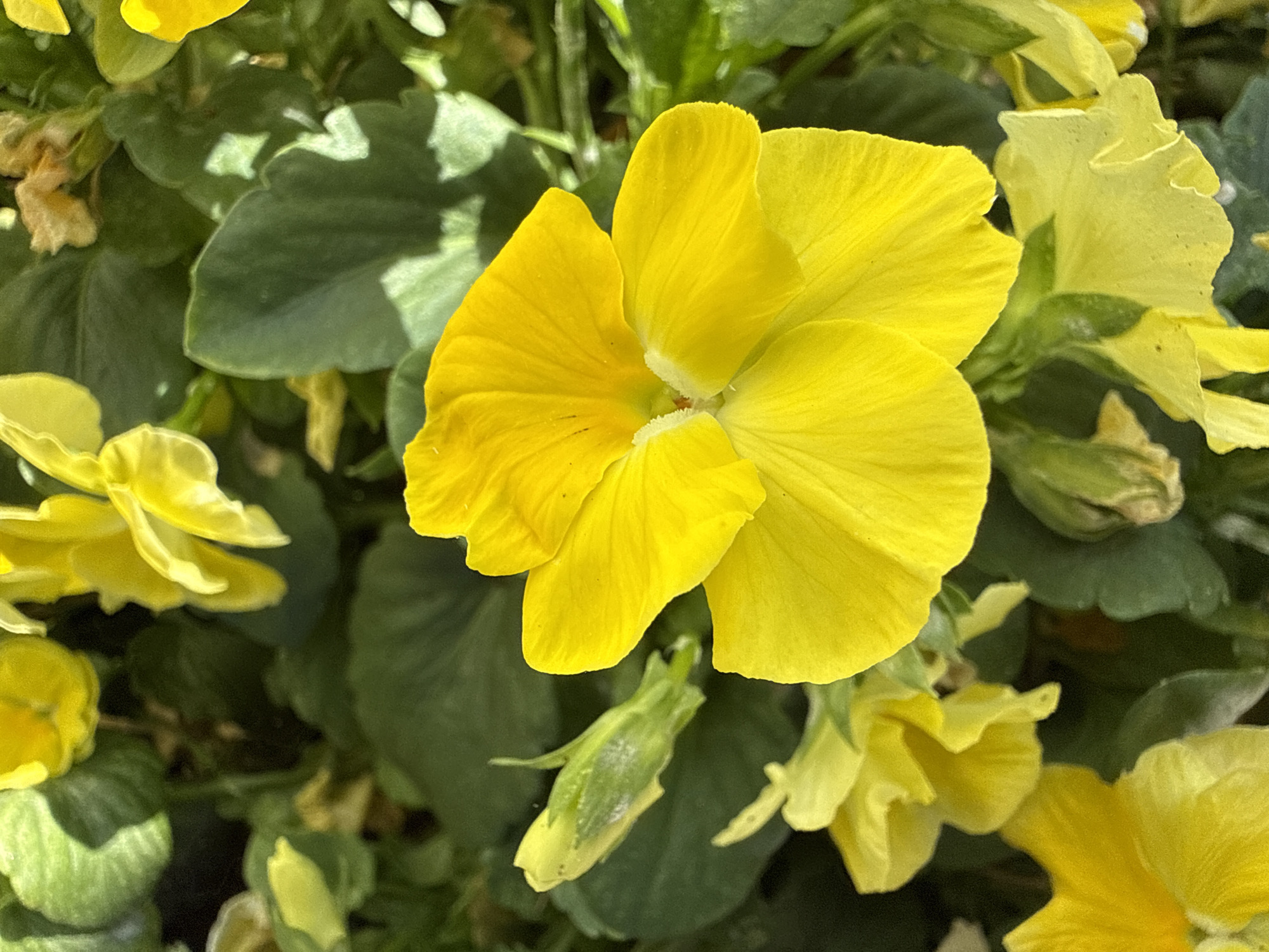 Close-up garden and water flower shots in Alsfeld