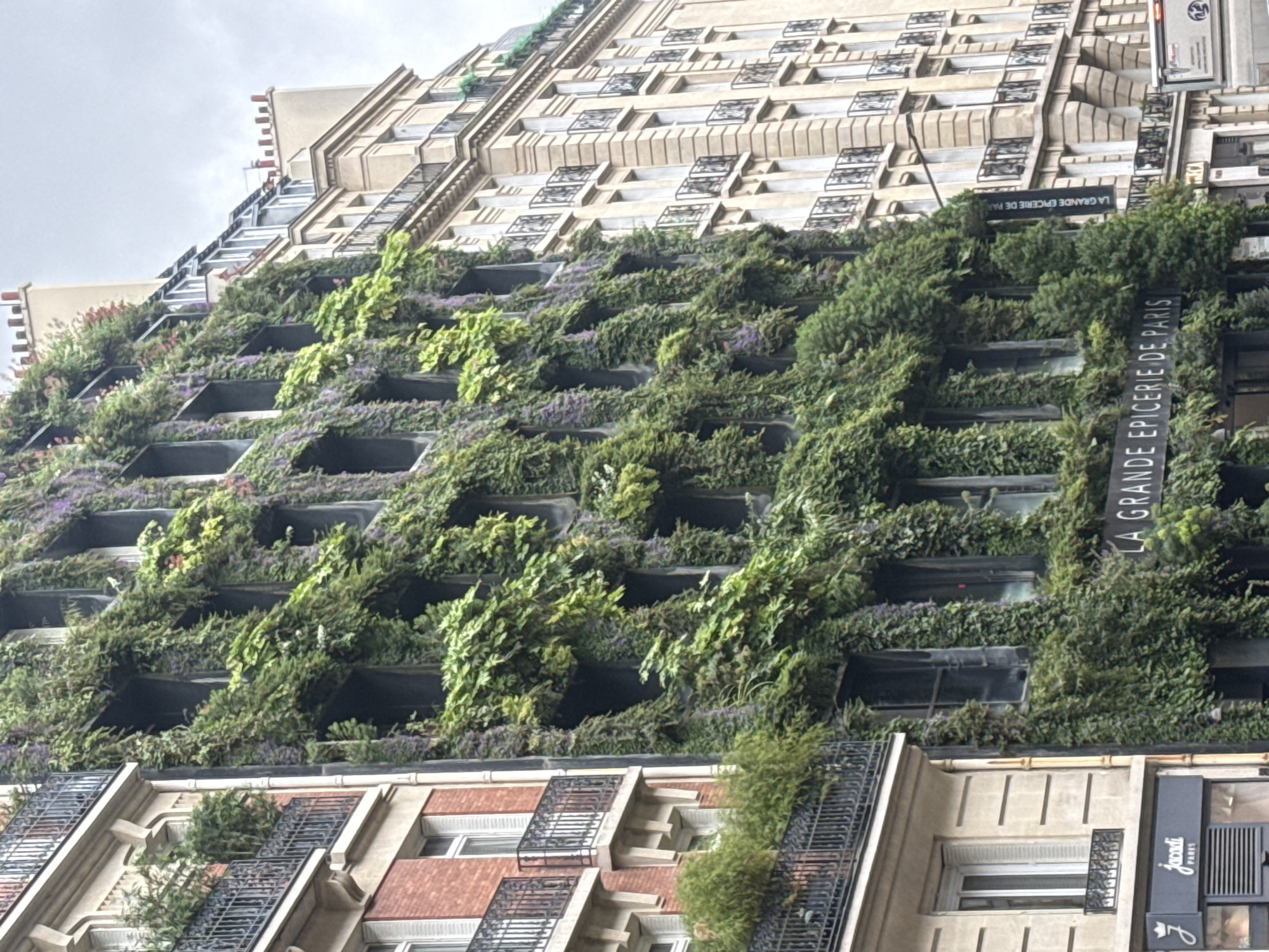 Vertical garden with purple flowers spotted on Paris building facade