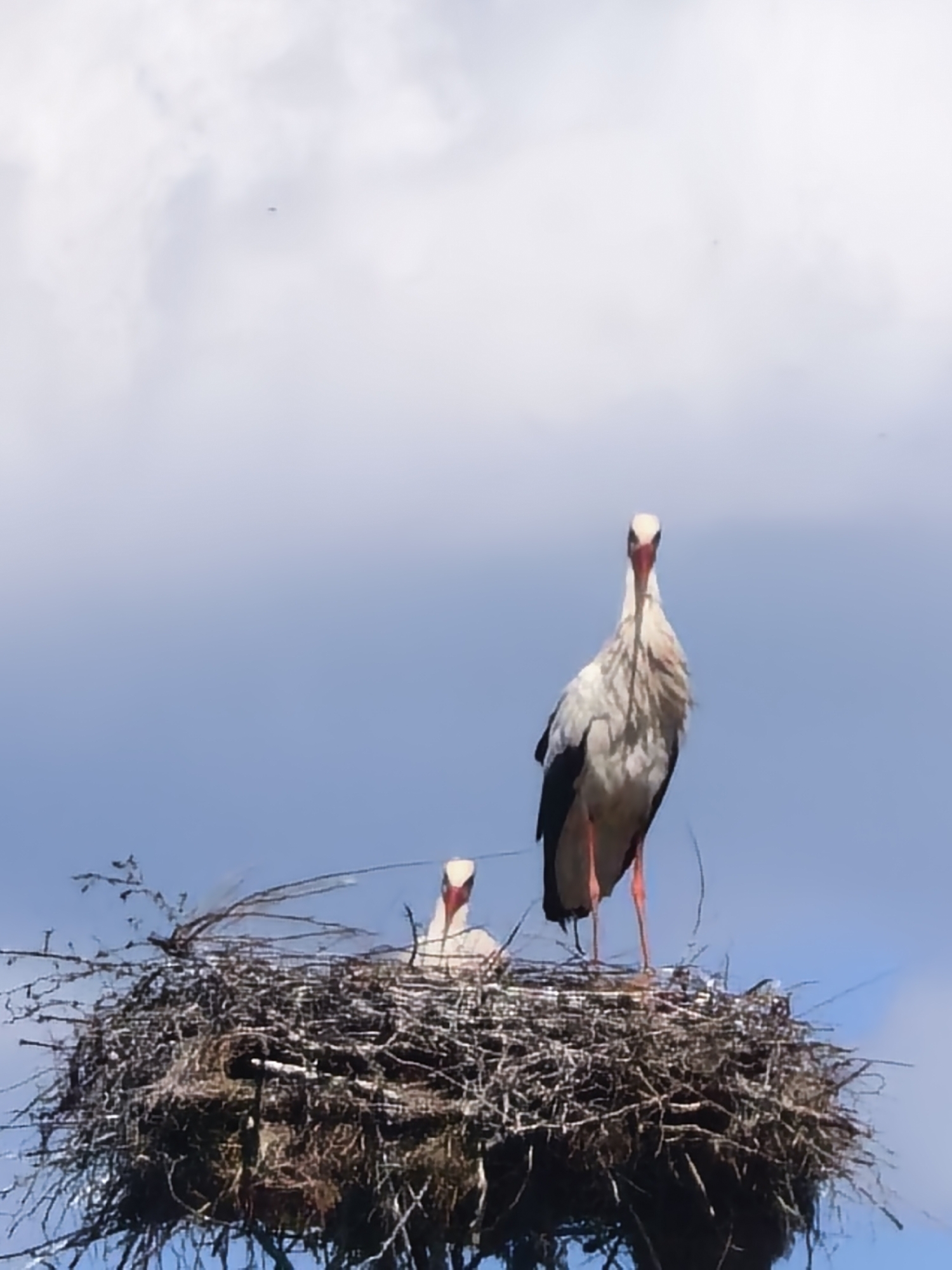 Wildlife encounters: storks, stink bug, weevil documented by witness