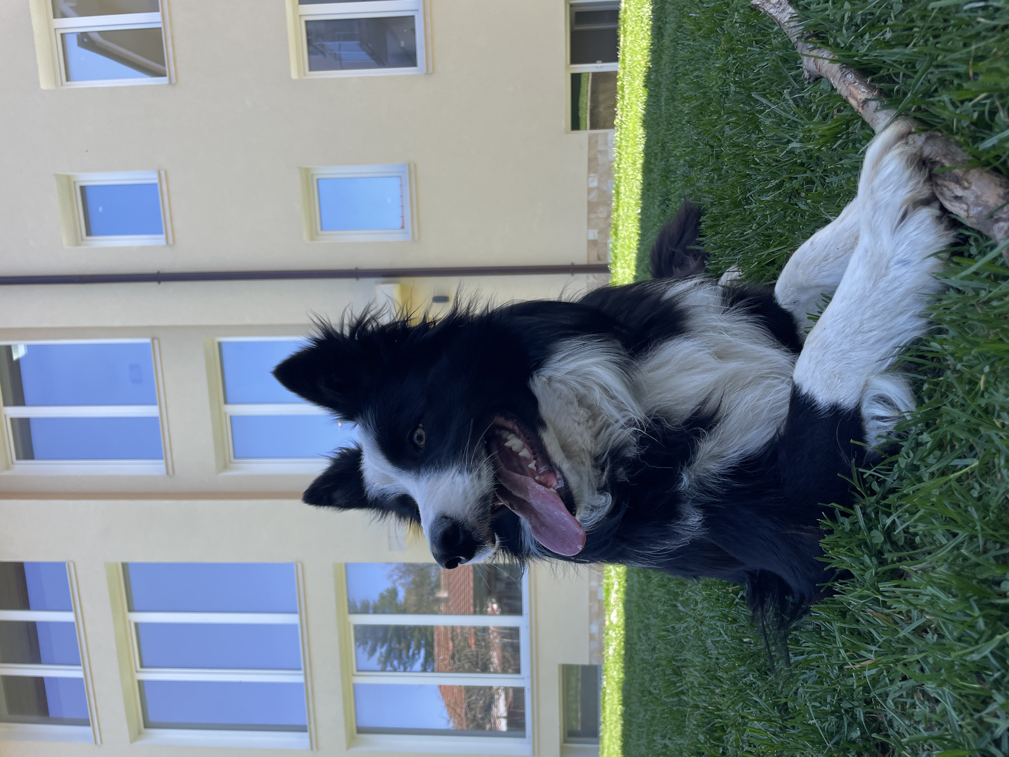 Border Collie and orange cat spotted resting in residential area