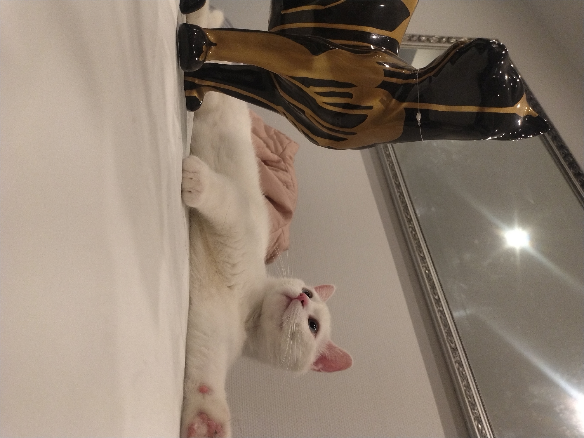 Two cats at home in Luxembourg, one statuesque companion nearby