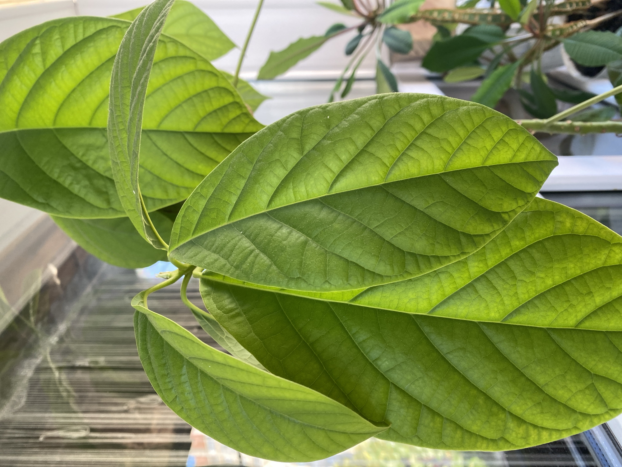 Avocado plant leaves up close in Novaya Usman'