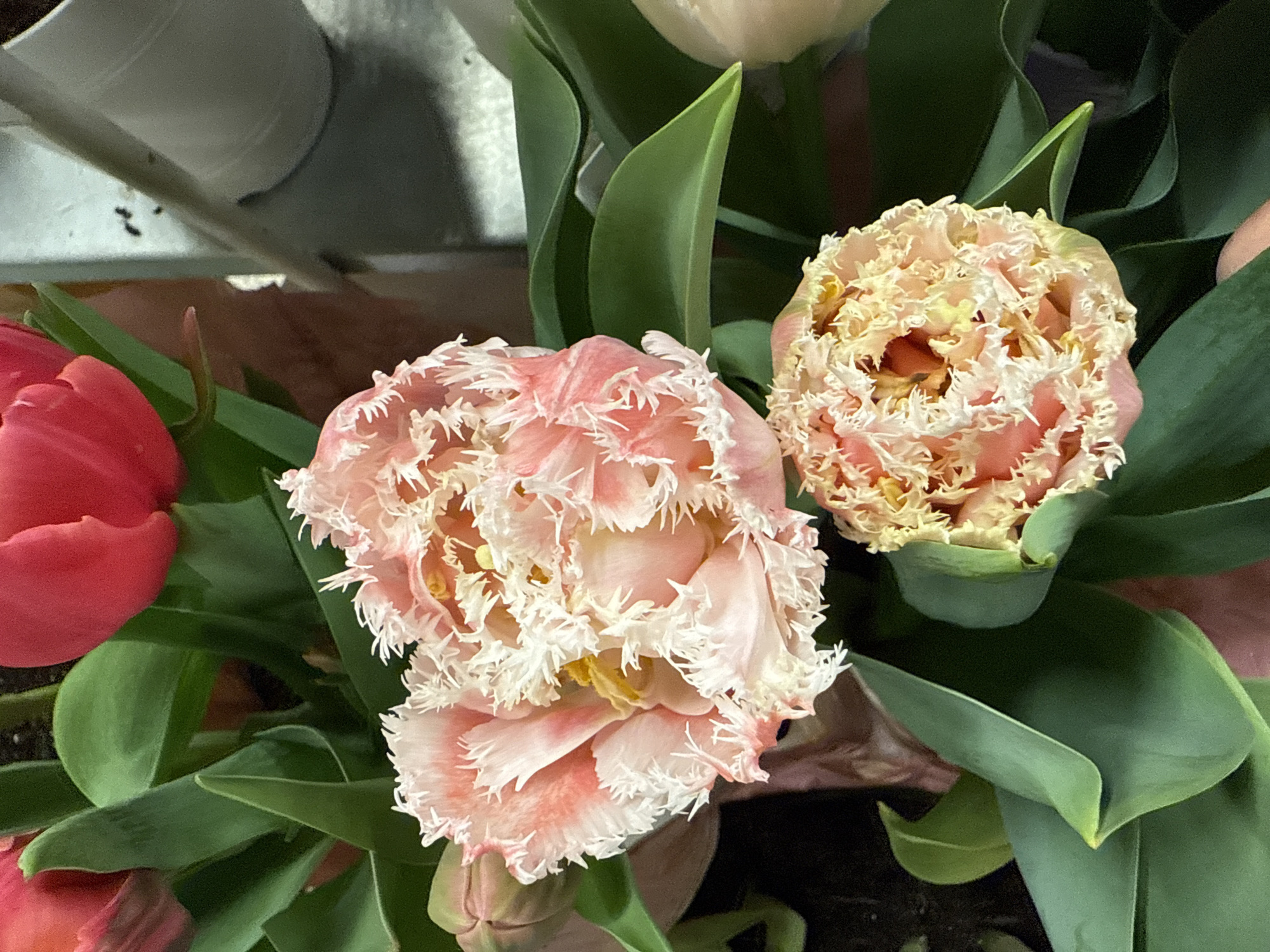Fringed tulips documented in Hollywood floral arrangement