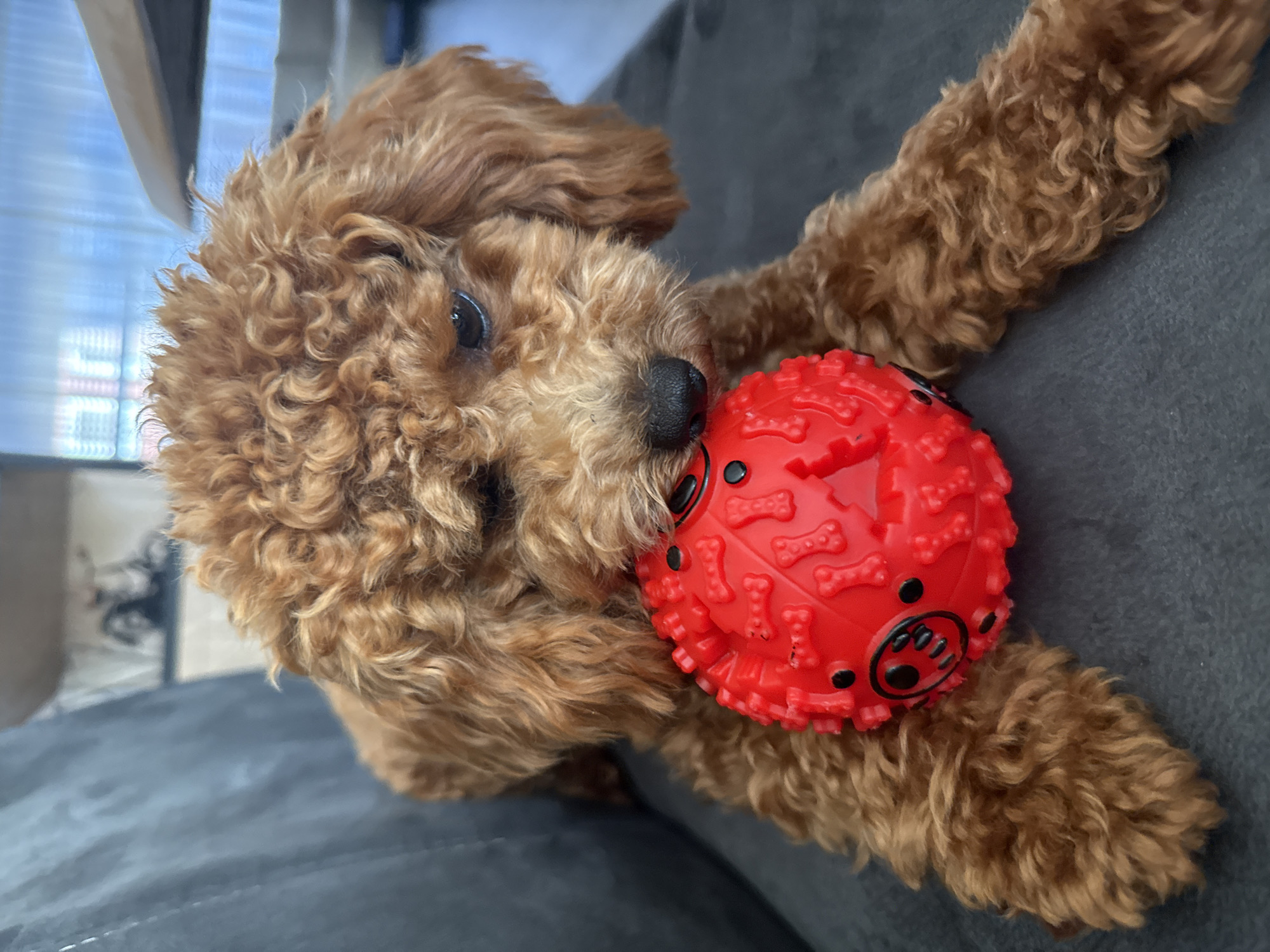 Toy poodle puppy on the couch in Marum