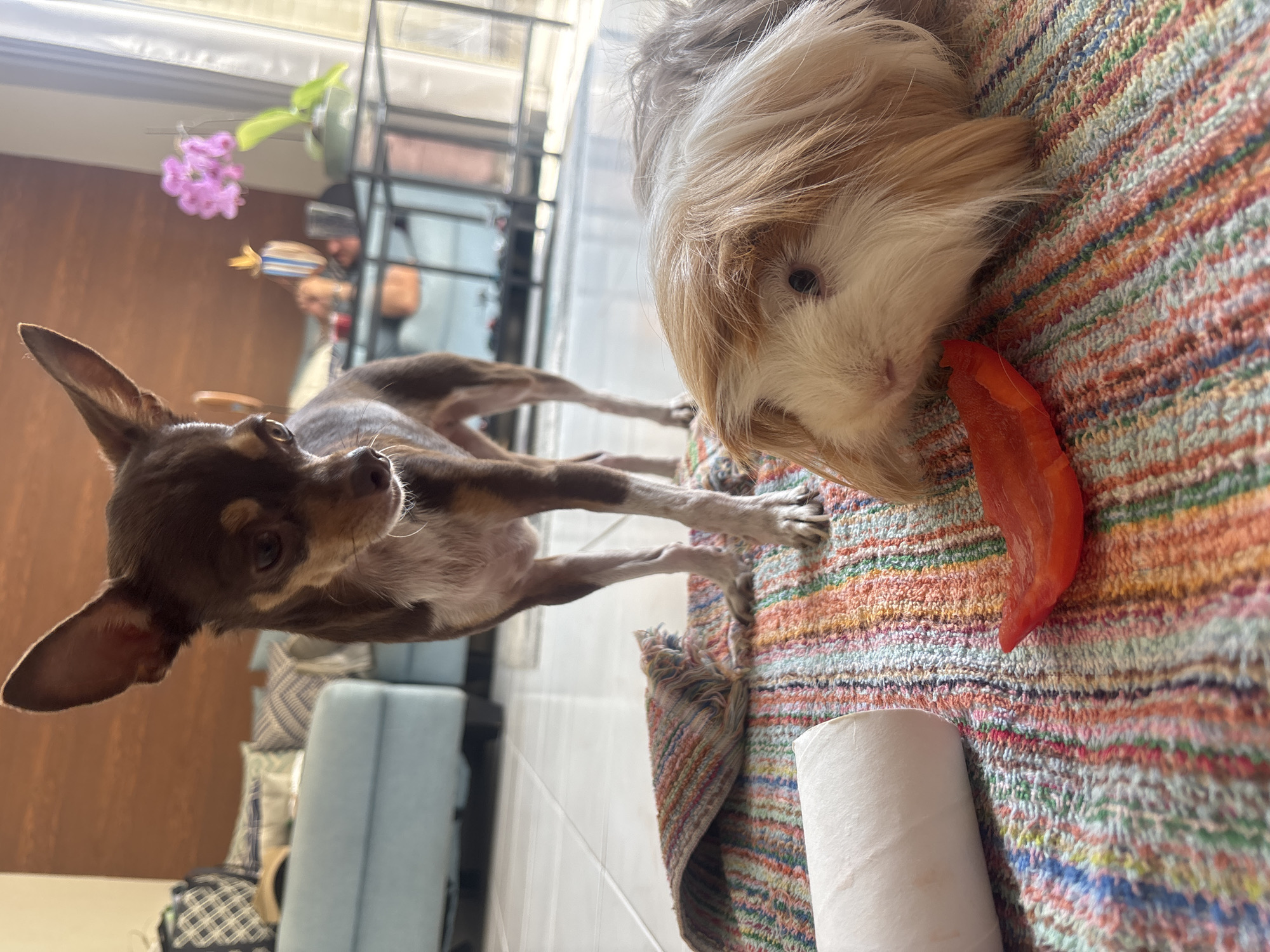 Pet owner documents feeding time for Chihuahua and guinea pig