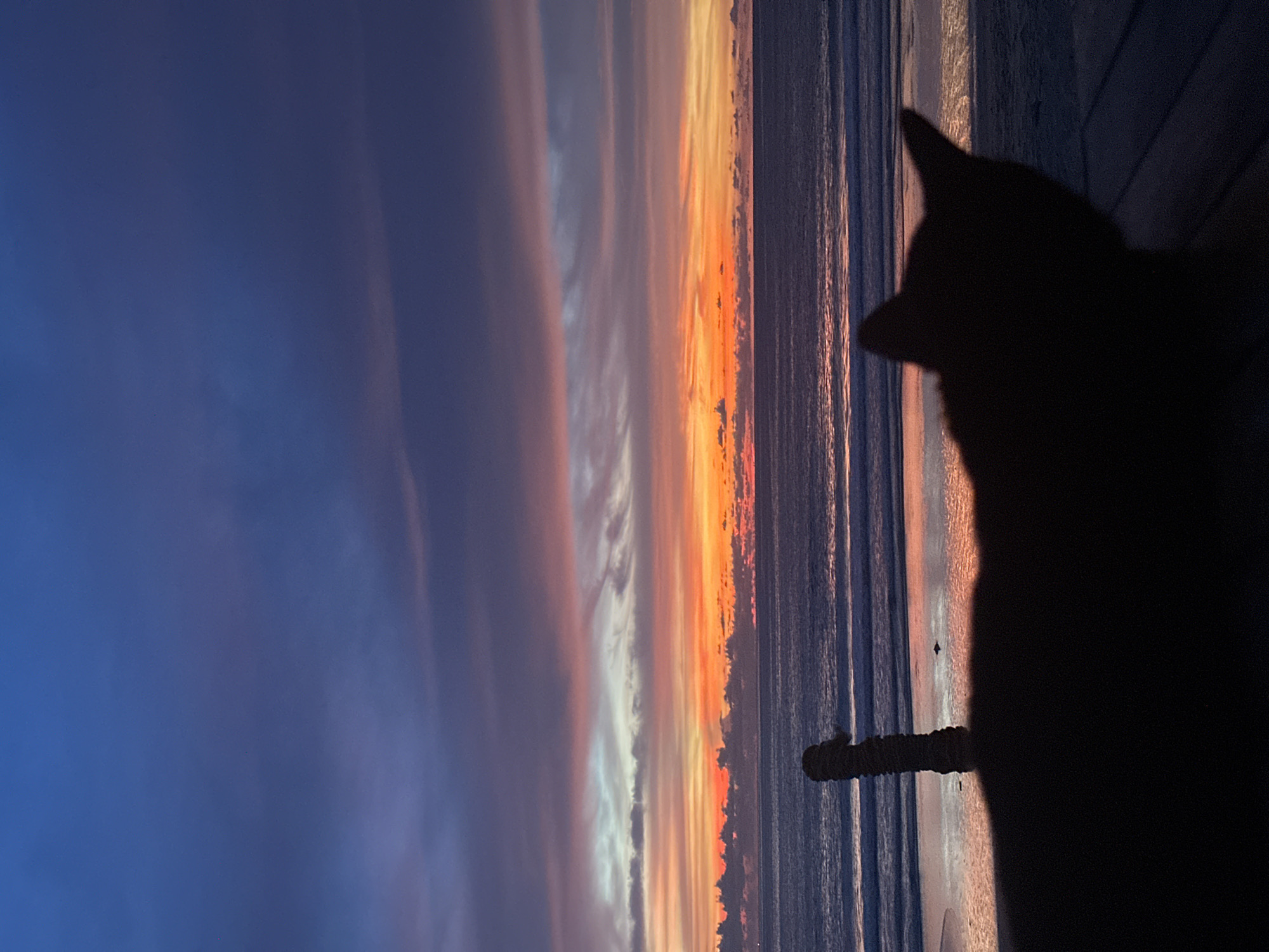 Beachside sunset with palm silhouettes, lounge chairs, and a cat