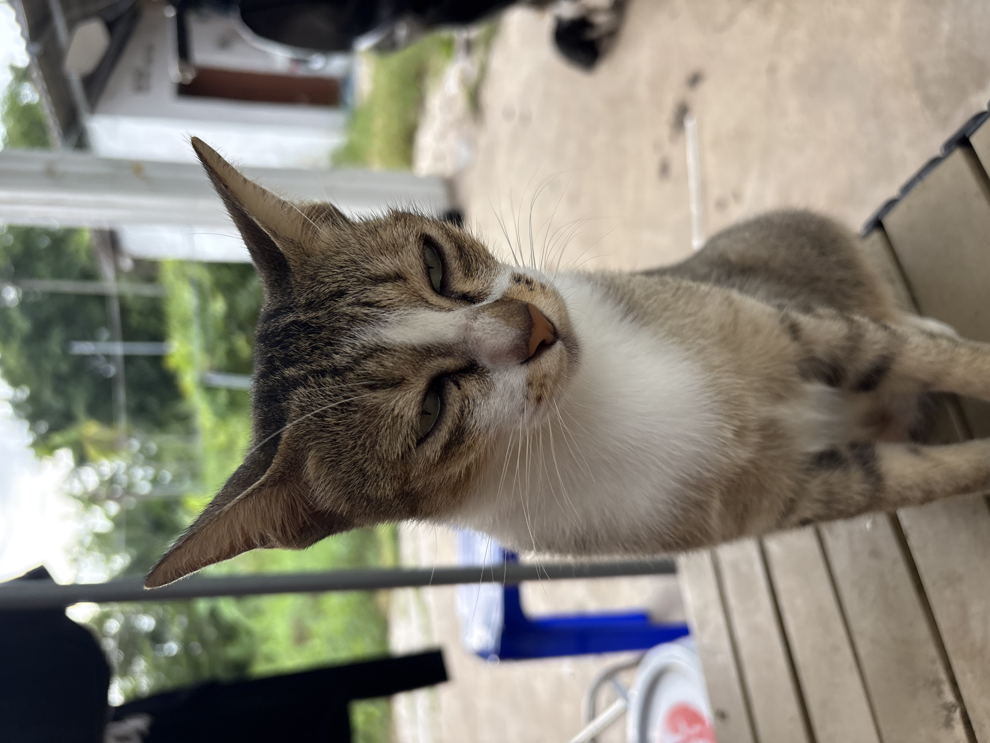 Tabby cat chilling on wooden slats in Phnom Penh