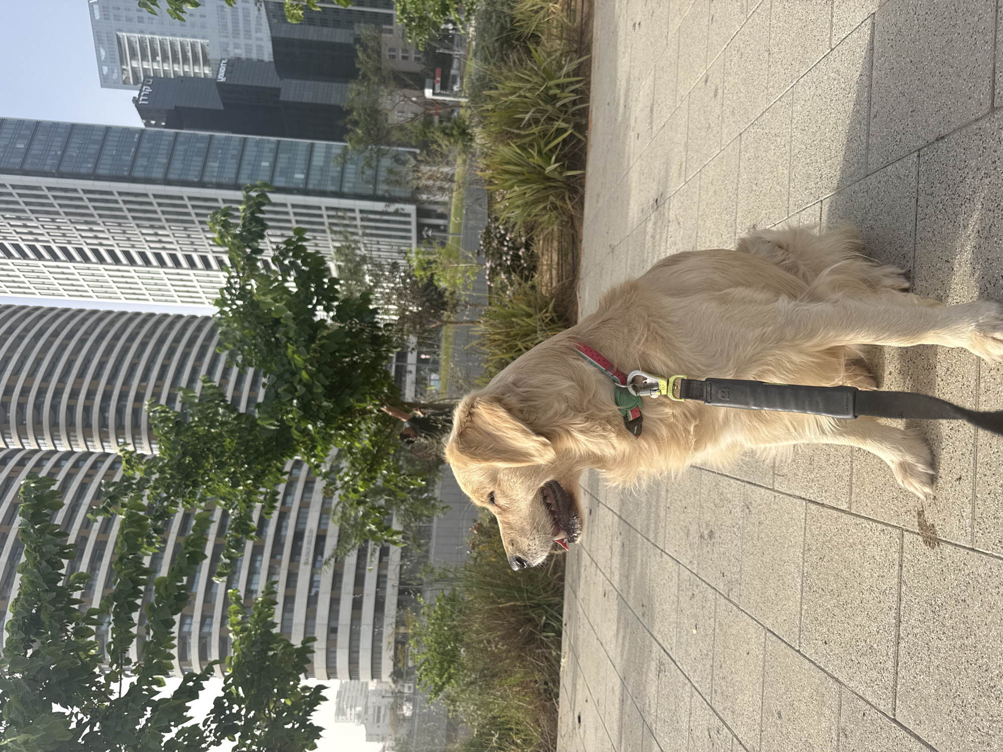 Morning dog walk and mulberry picking in Tel Aviv