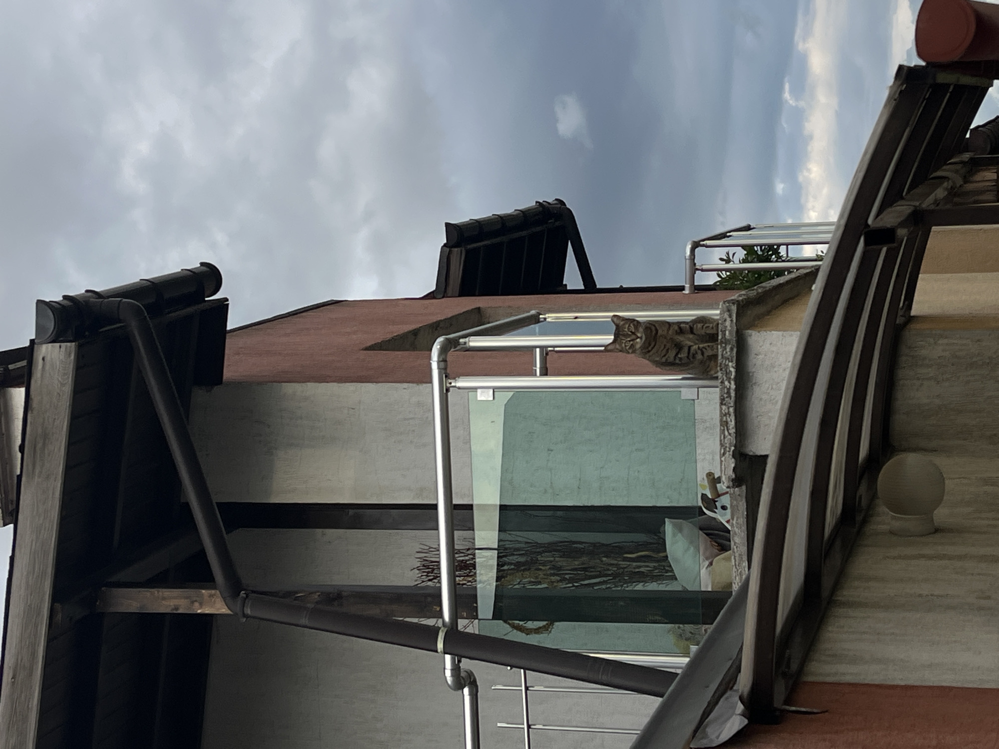Tabby cat spotted on multiple Sofia balcony ledges