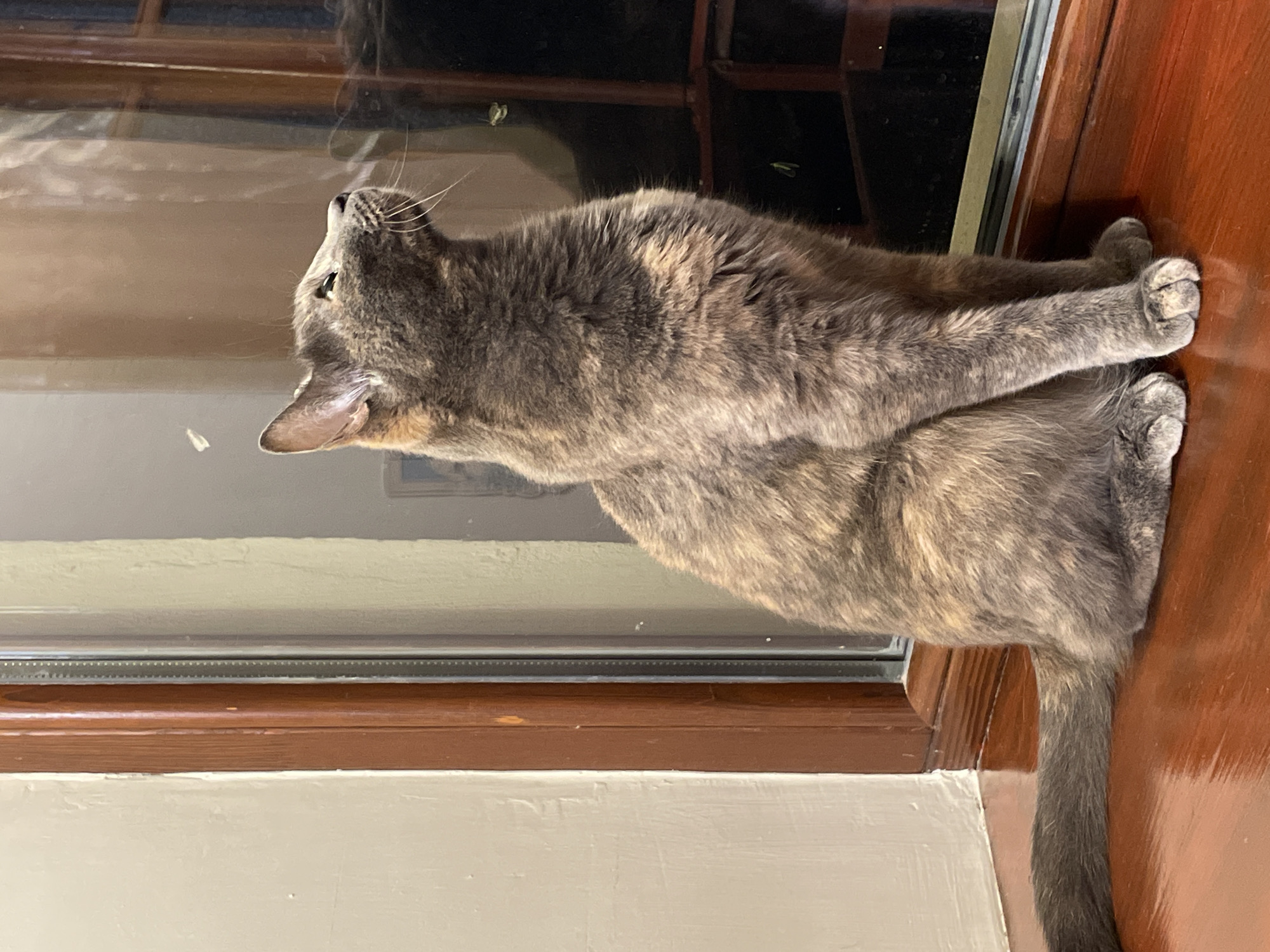 Cat and moth share a quiet moment by a window in Sevastopol