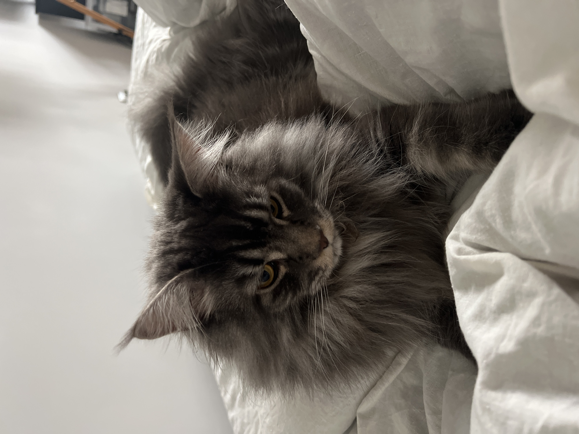 Grey cat plays with sweater on bed in Ternopil
