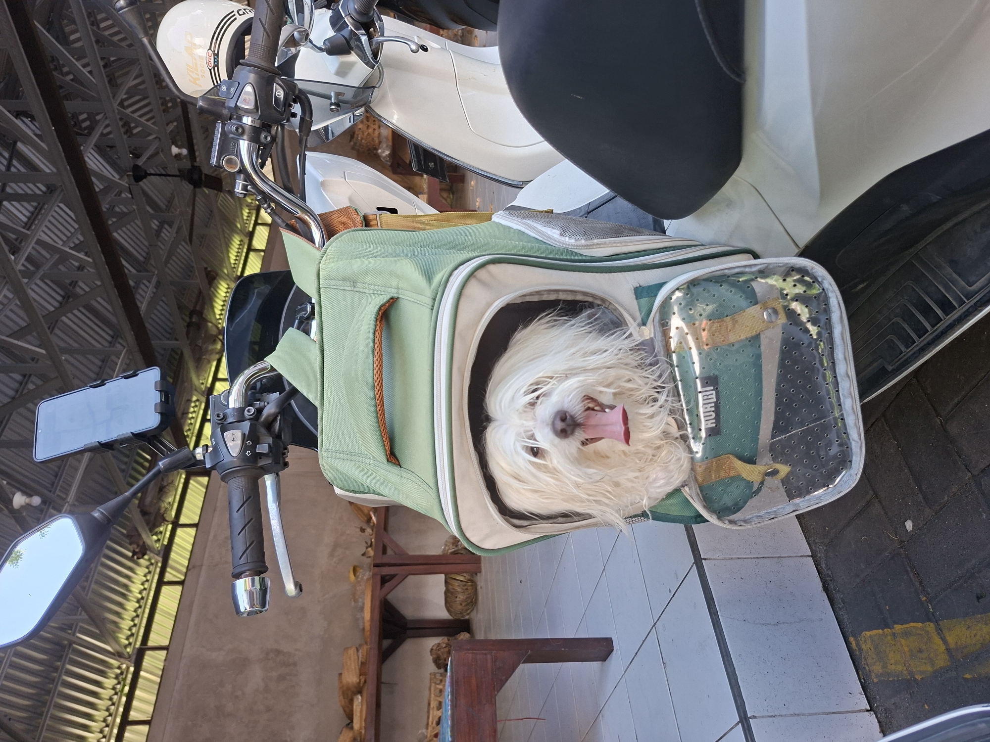 Dog rides in carrier on scooter in Denpasar