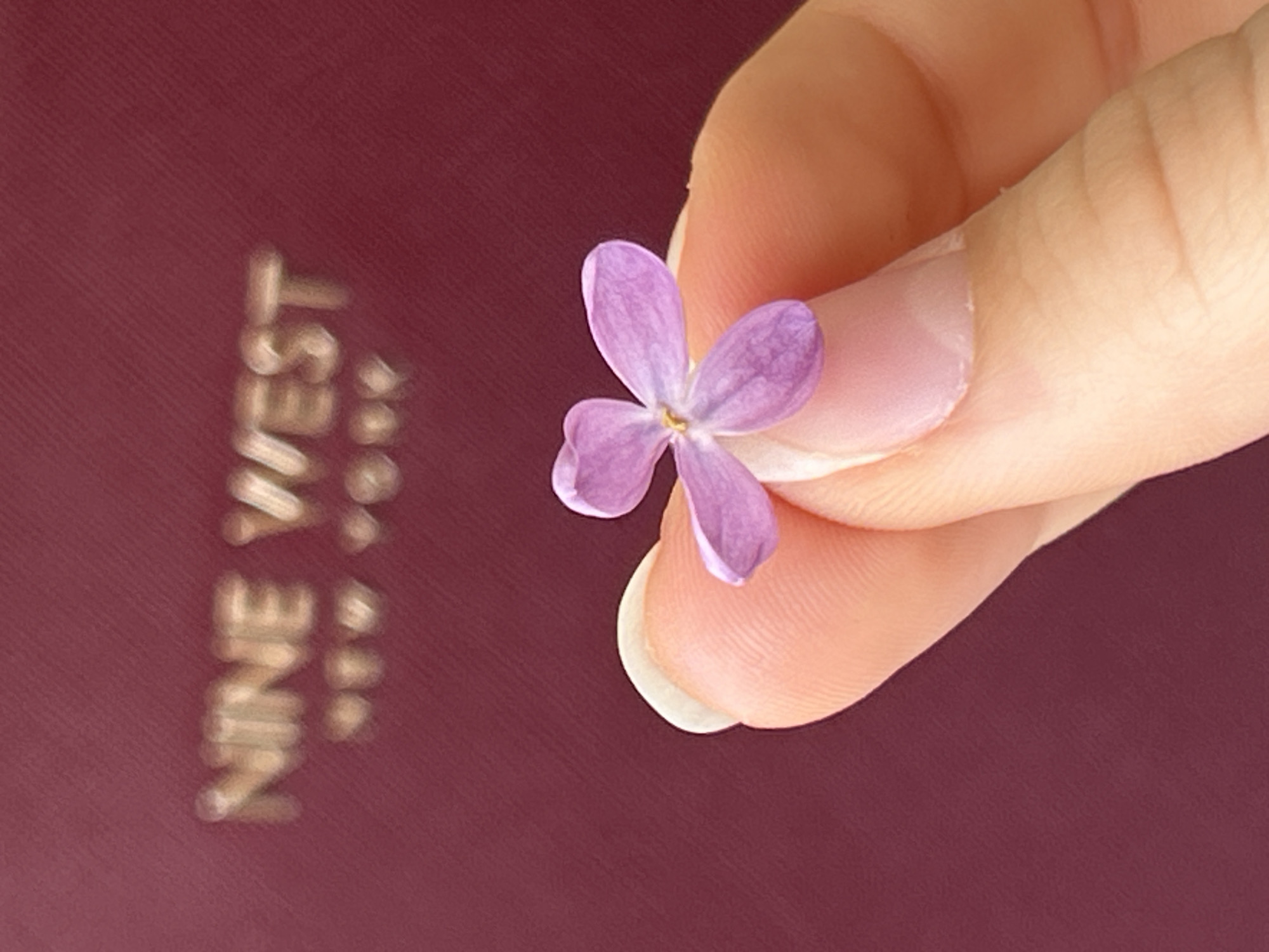 Person documents small purple flower discovery during morning study session