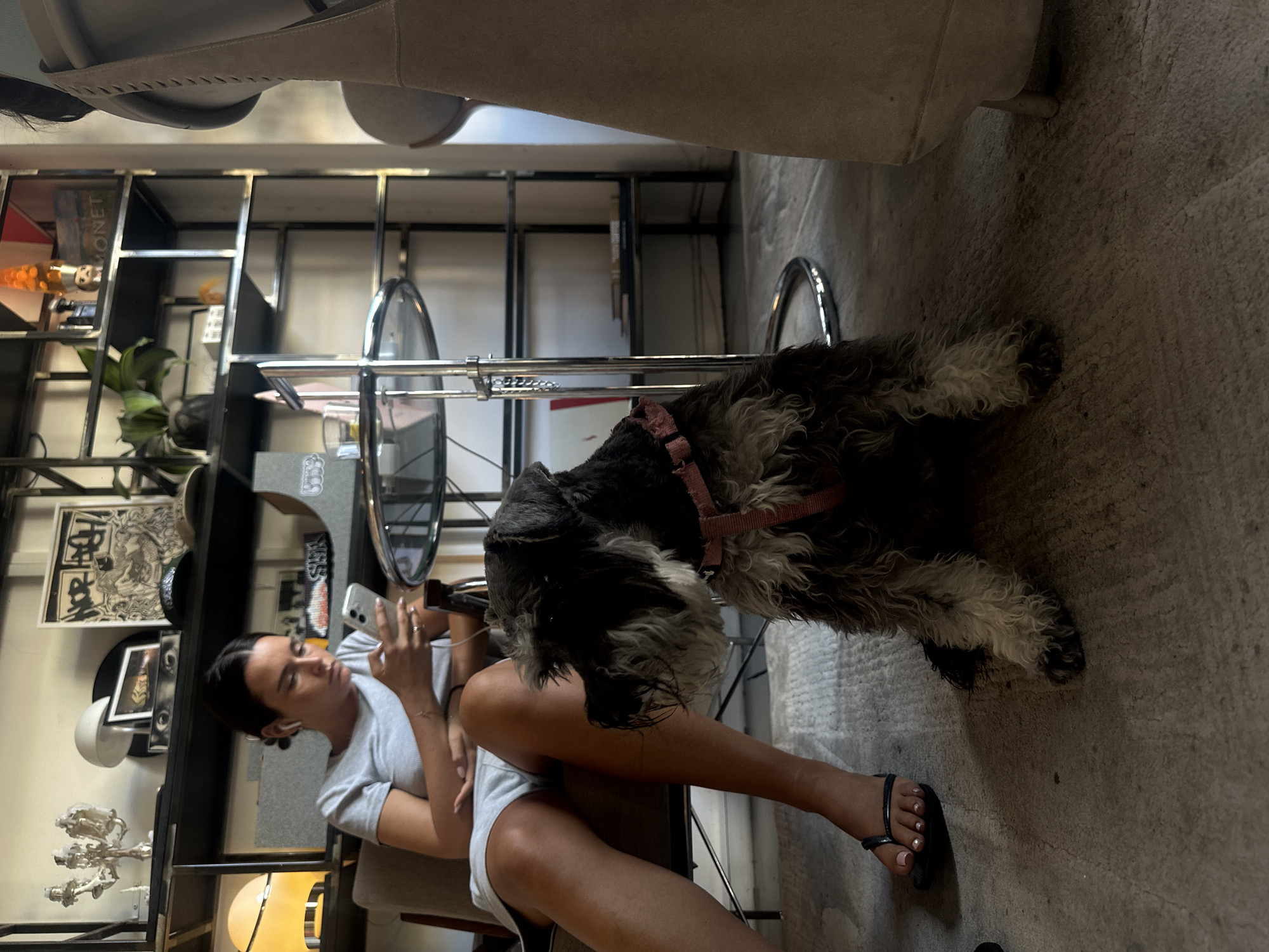Dogs, buses, and Tel Aviv streets on a sunny afternoon