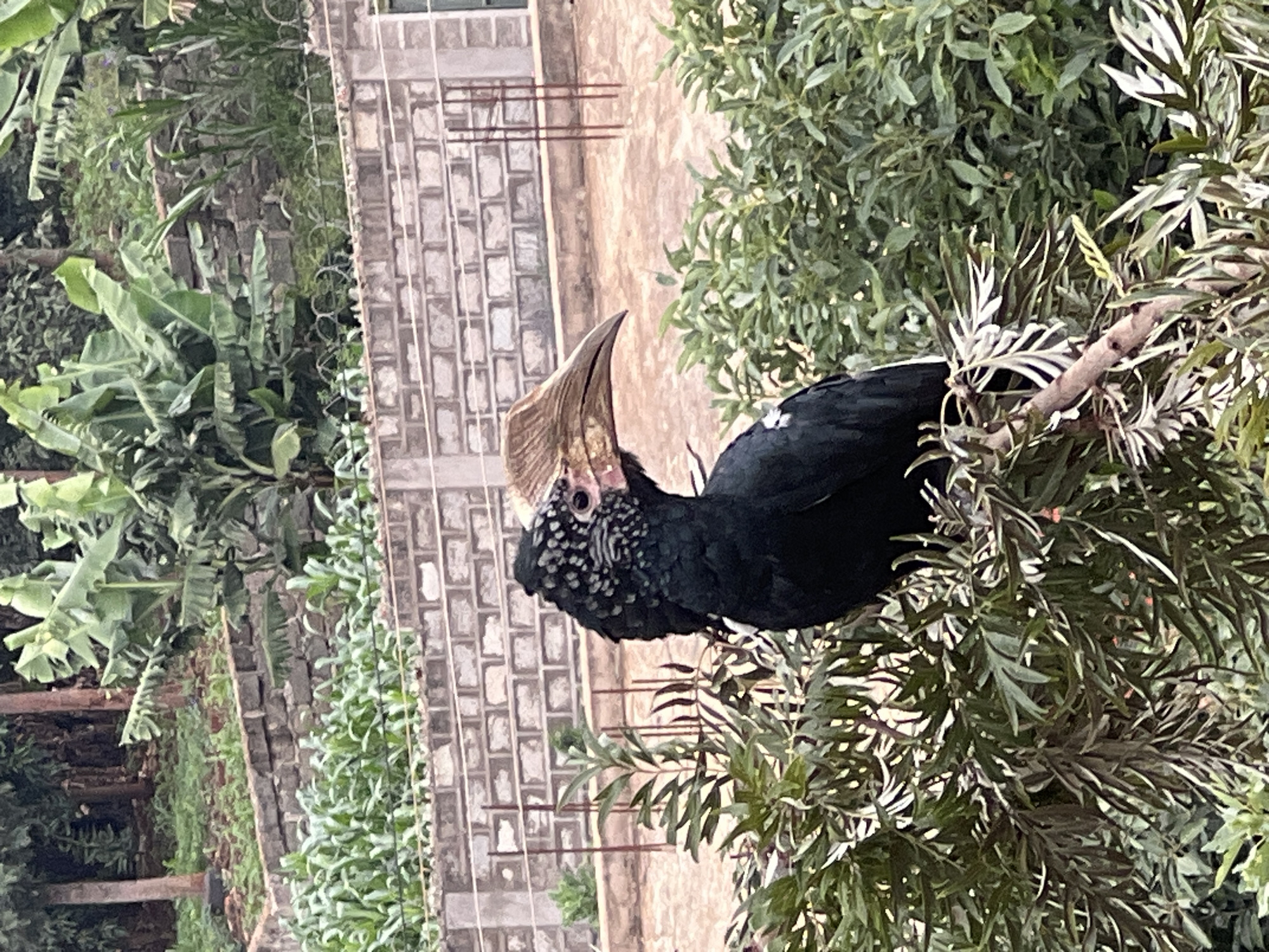 Hornbill spotted in trees during morning hours in Nyeri