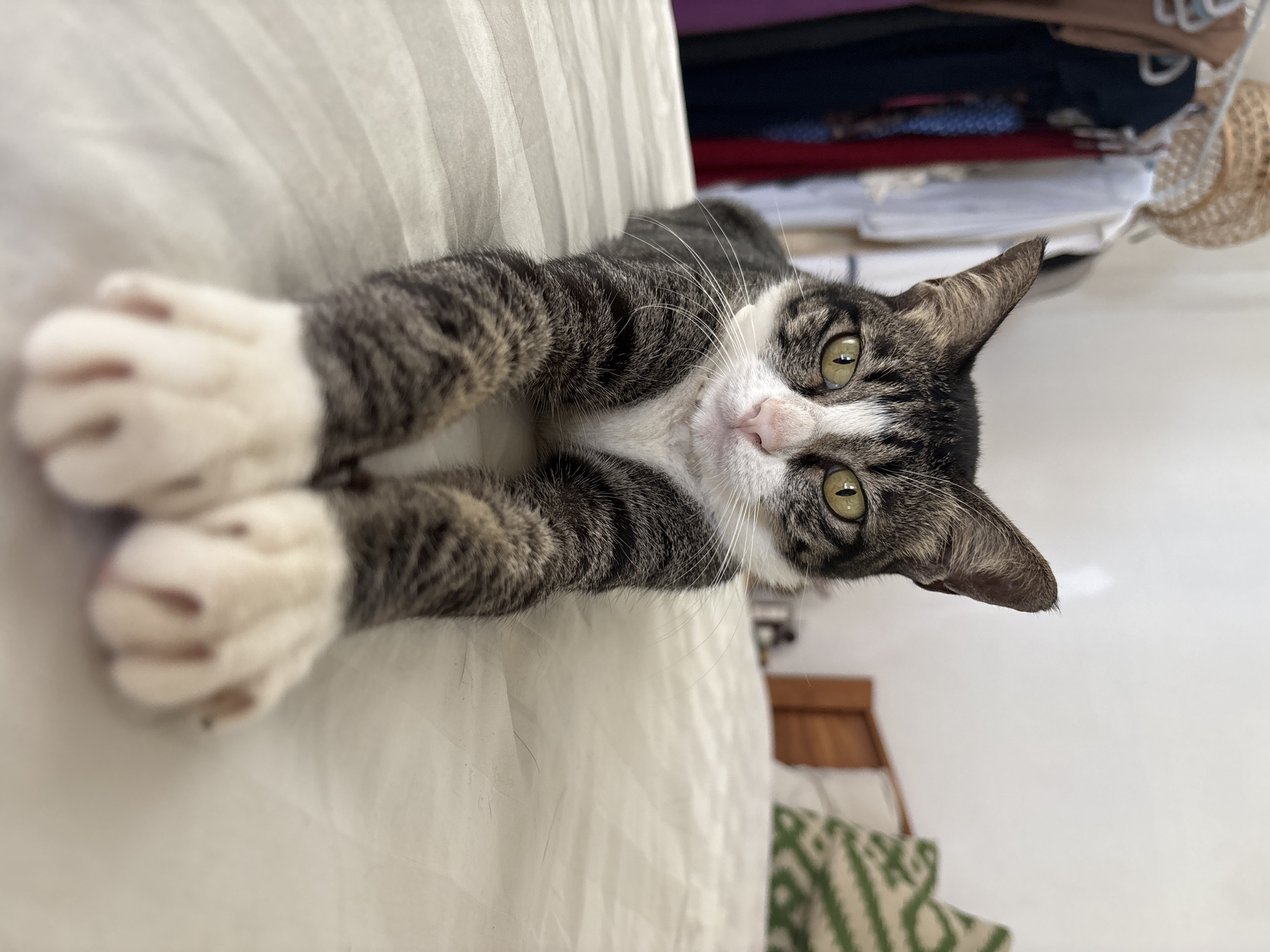 Tabby cat photographed resting indoors in Kuta Selatan, Indonesia