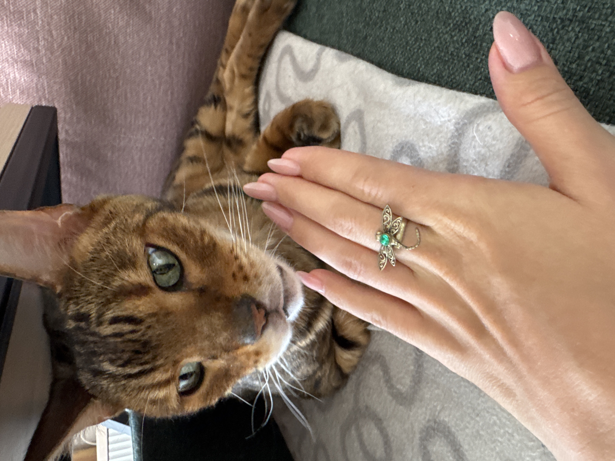 Person with dragonfly ring pets relaxed brown tabby cat