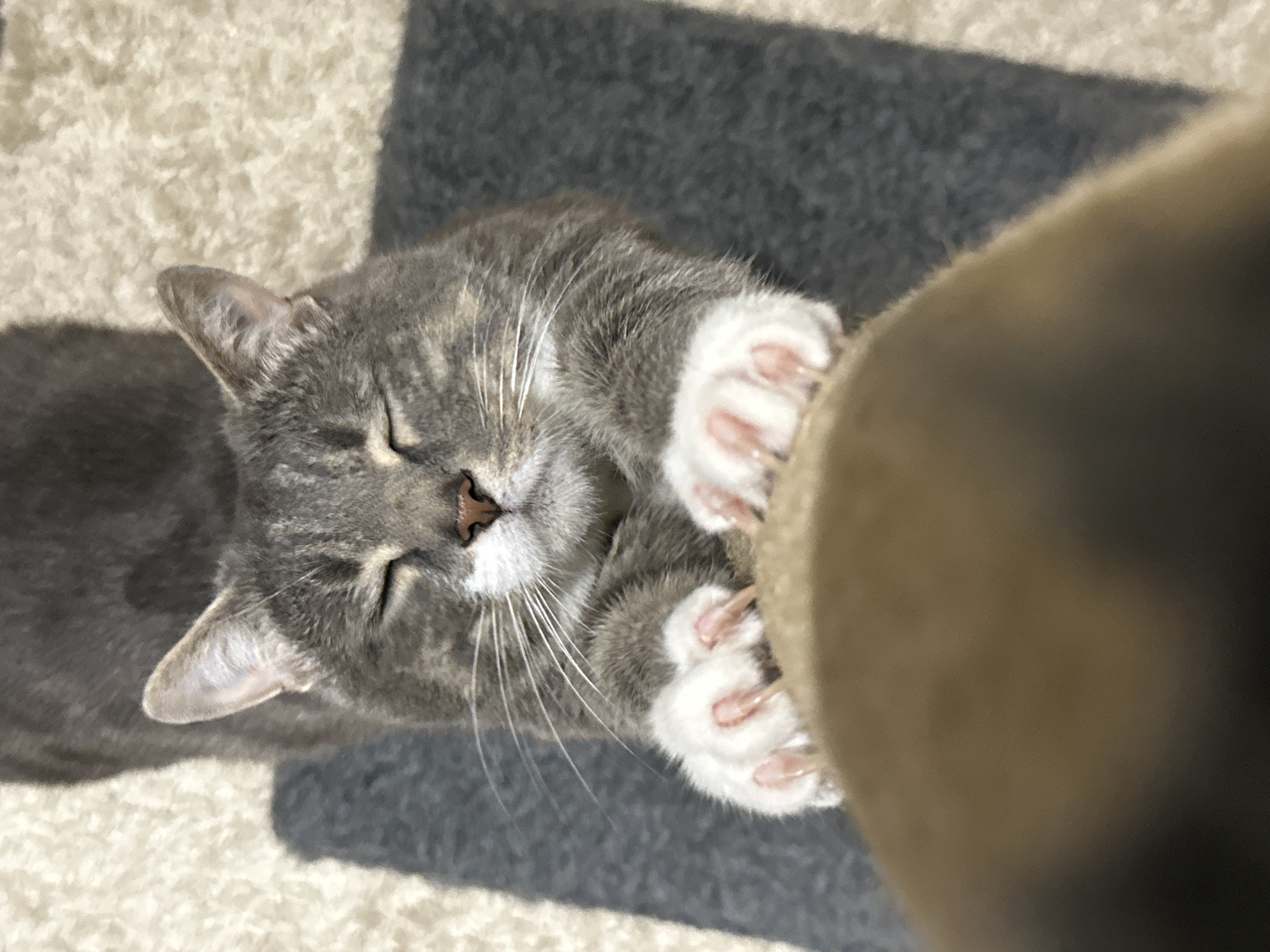 Tabby cat's evening routine captured in 40-minute observation