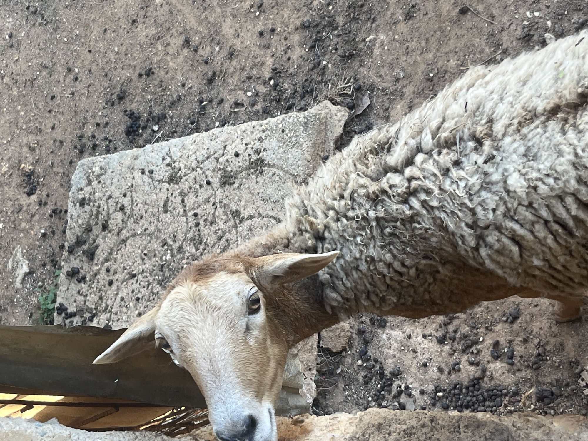 Sheep photographed in Tinaquillo, Venezuela evening hours