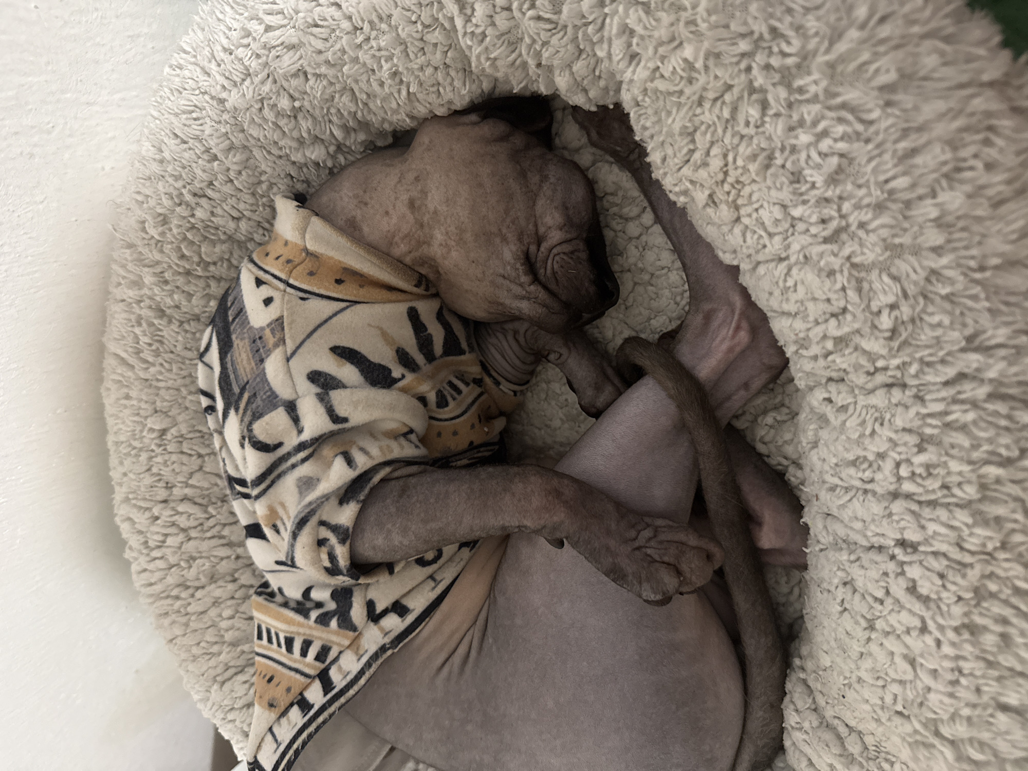 Sphynx cat naps in cozy pet bed, Wrocław