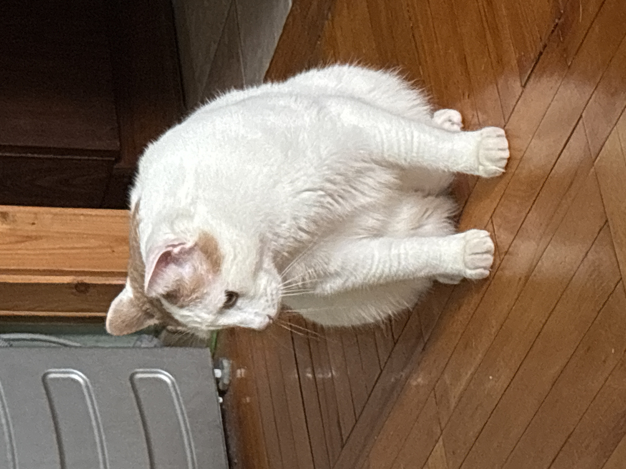 Indoor cat playtime in Russian apartment