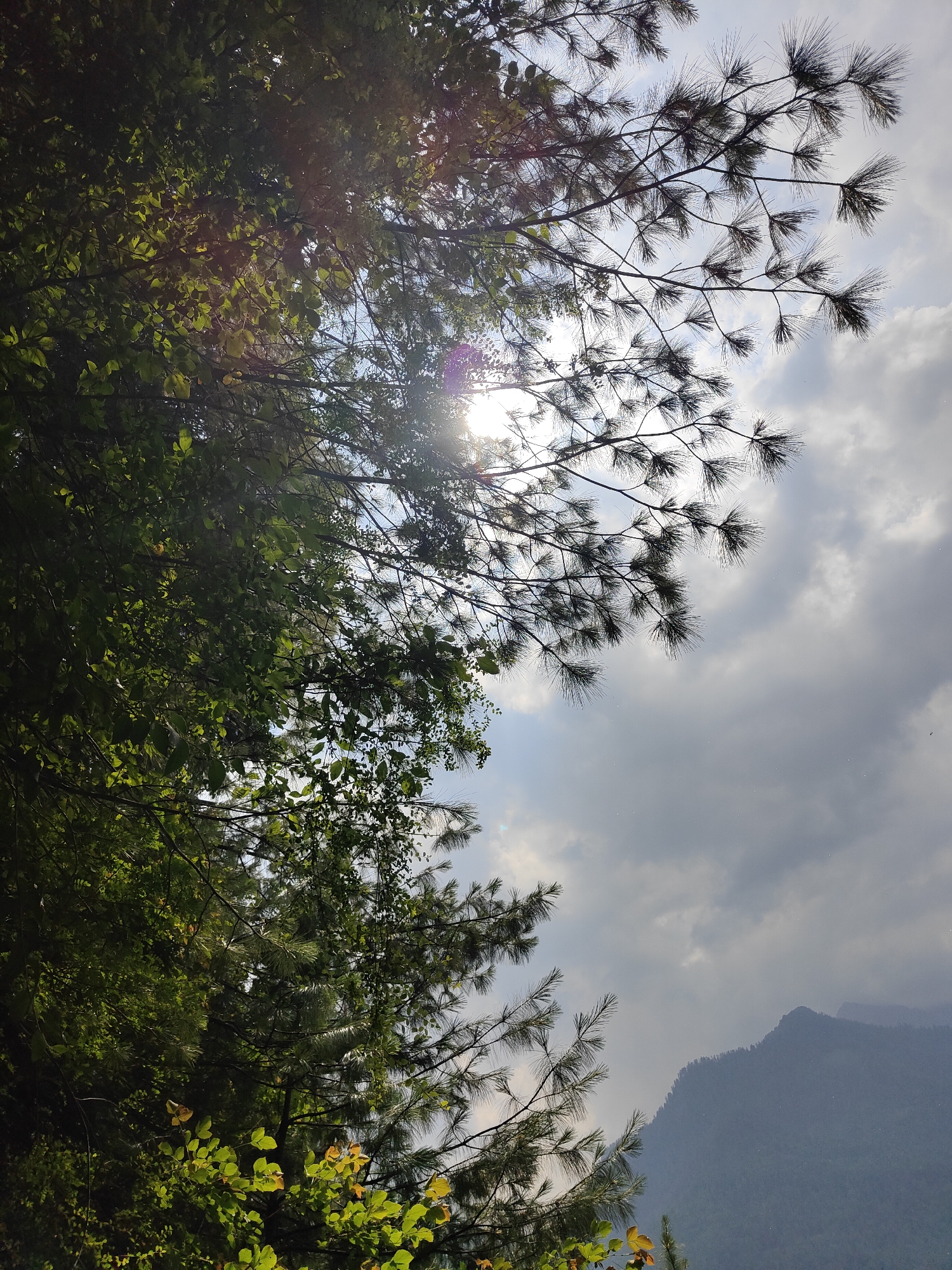 Morning scenes captured in Vashisht: waterfalls, forests, monks walking
