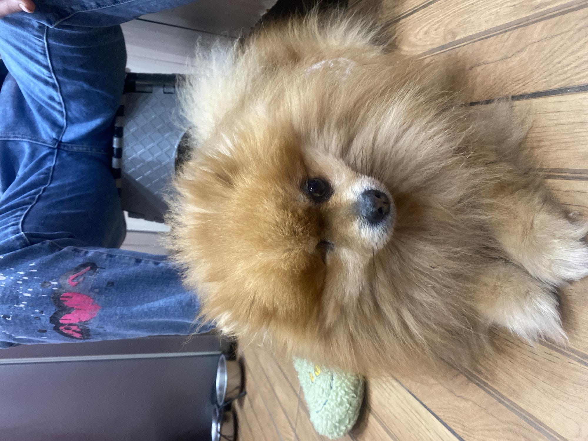 Pomeranian dog rests indoors with owner in Varna