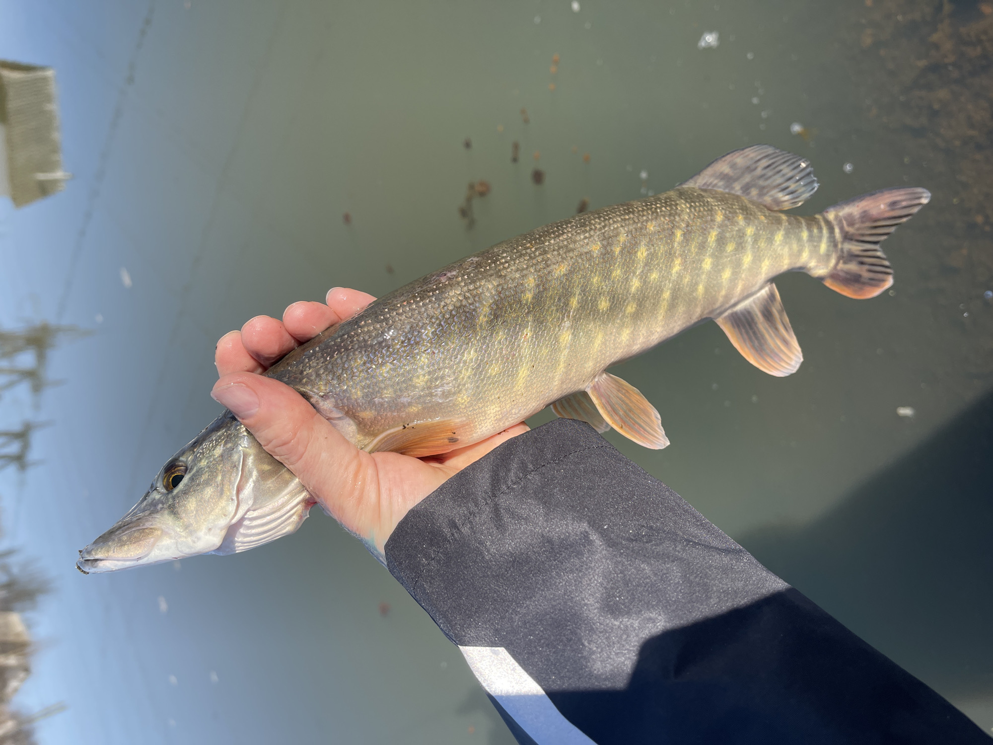 Spring fishing session yields Northern Pike in Chaikovsky, Russia