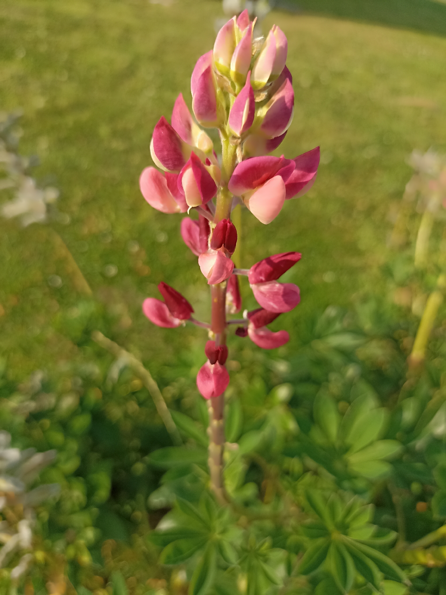 Doirí Beaga, Ireland