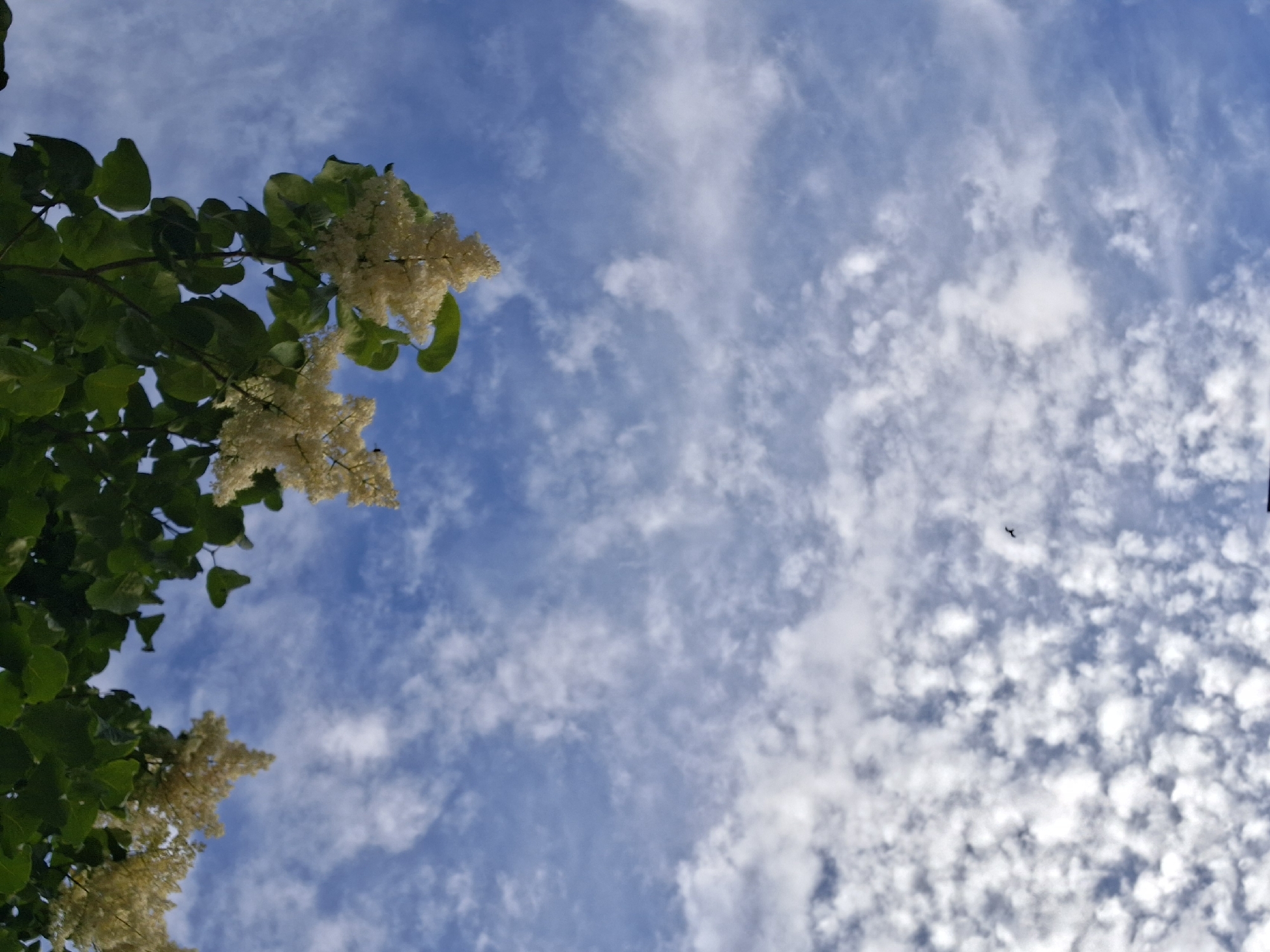 Looking up and around downtown Ottawa on a summer evening