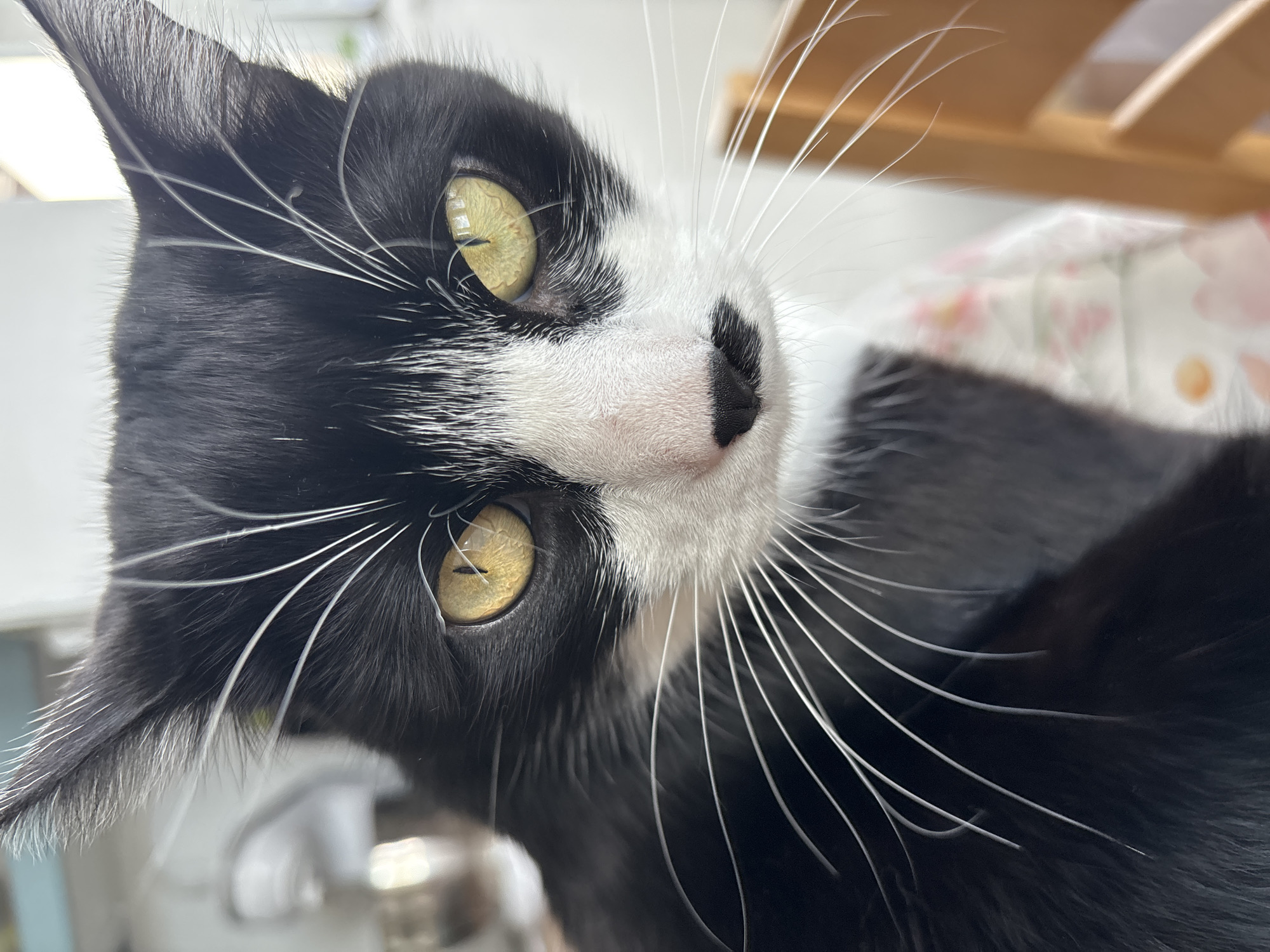Tuxedo cat photographed resting in Pernik, Bulgaria