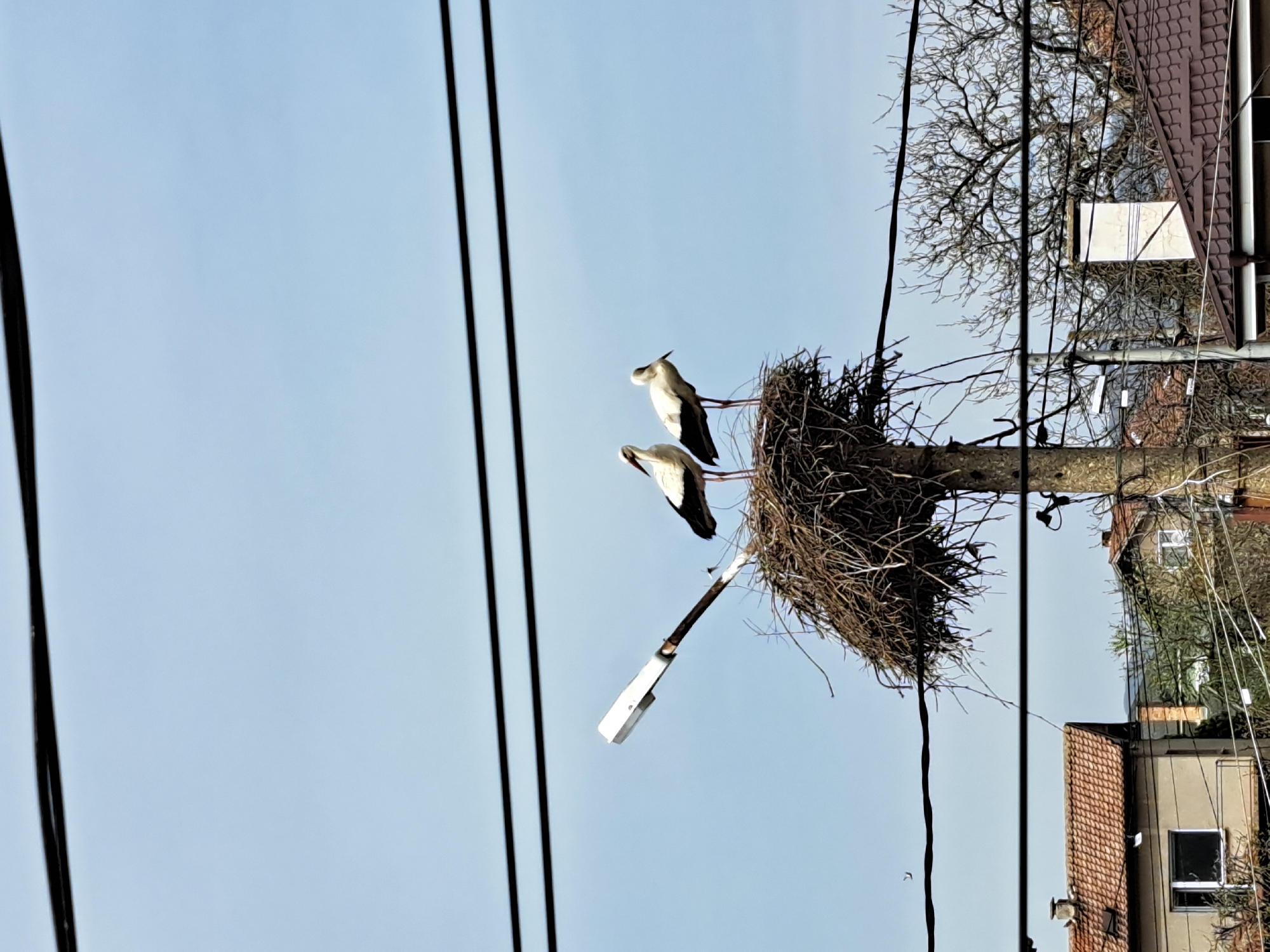 Storks spotted nesting on light pole in Chepintsi, Bulgaria