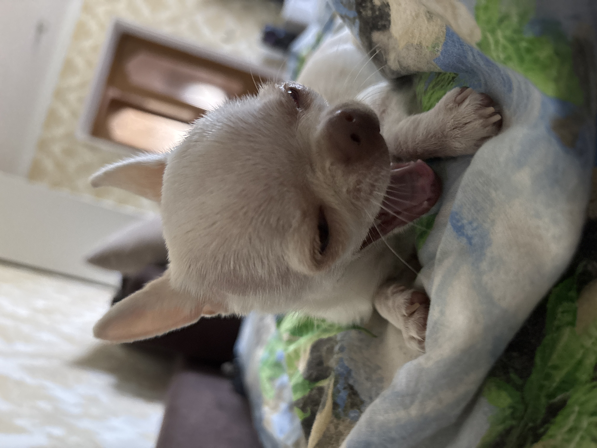 Chihuahua puppy lounges and yawns on a patterned blanket indoors