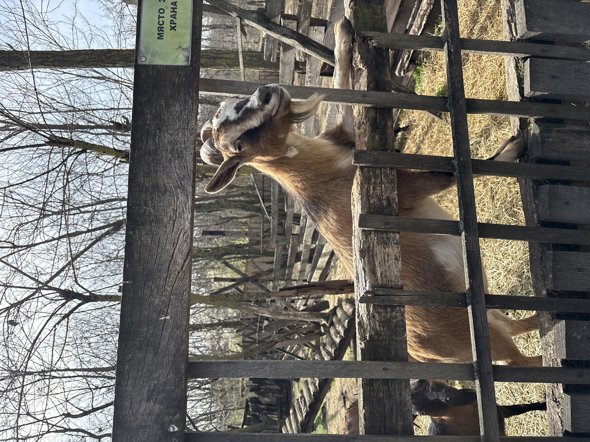 Farm animals spotted at rural Bulgarian location