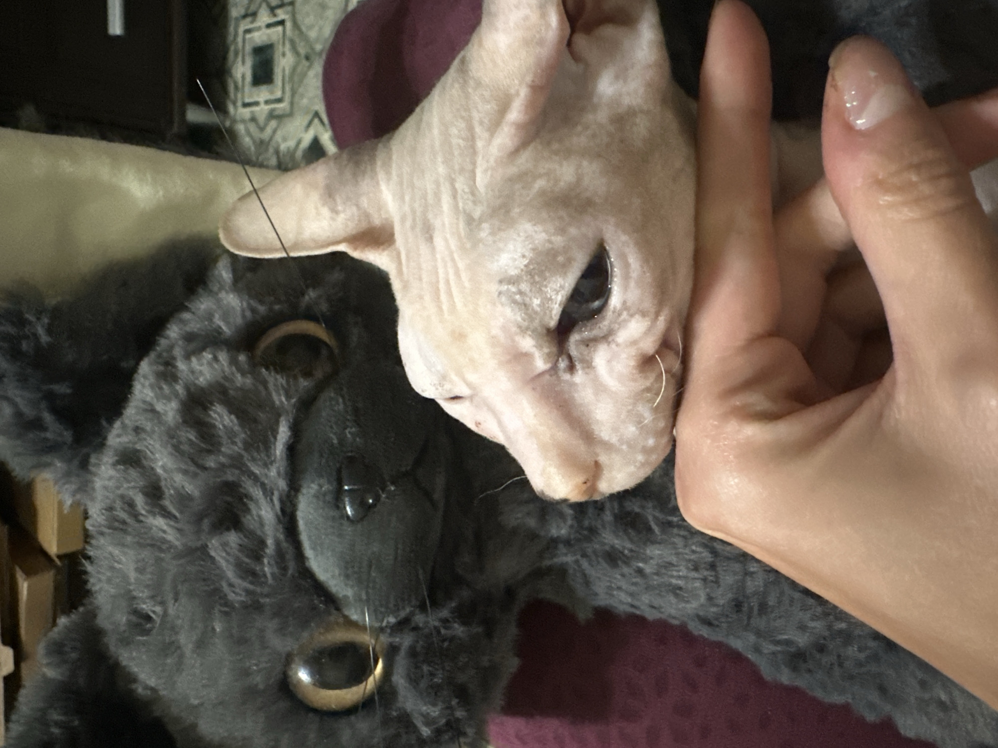 Sphynx cat spends an afternoon cuddling toys and napping at home