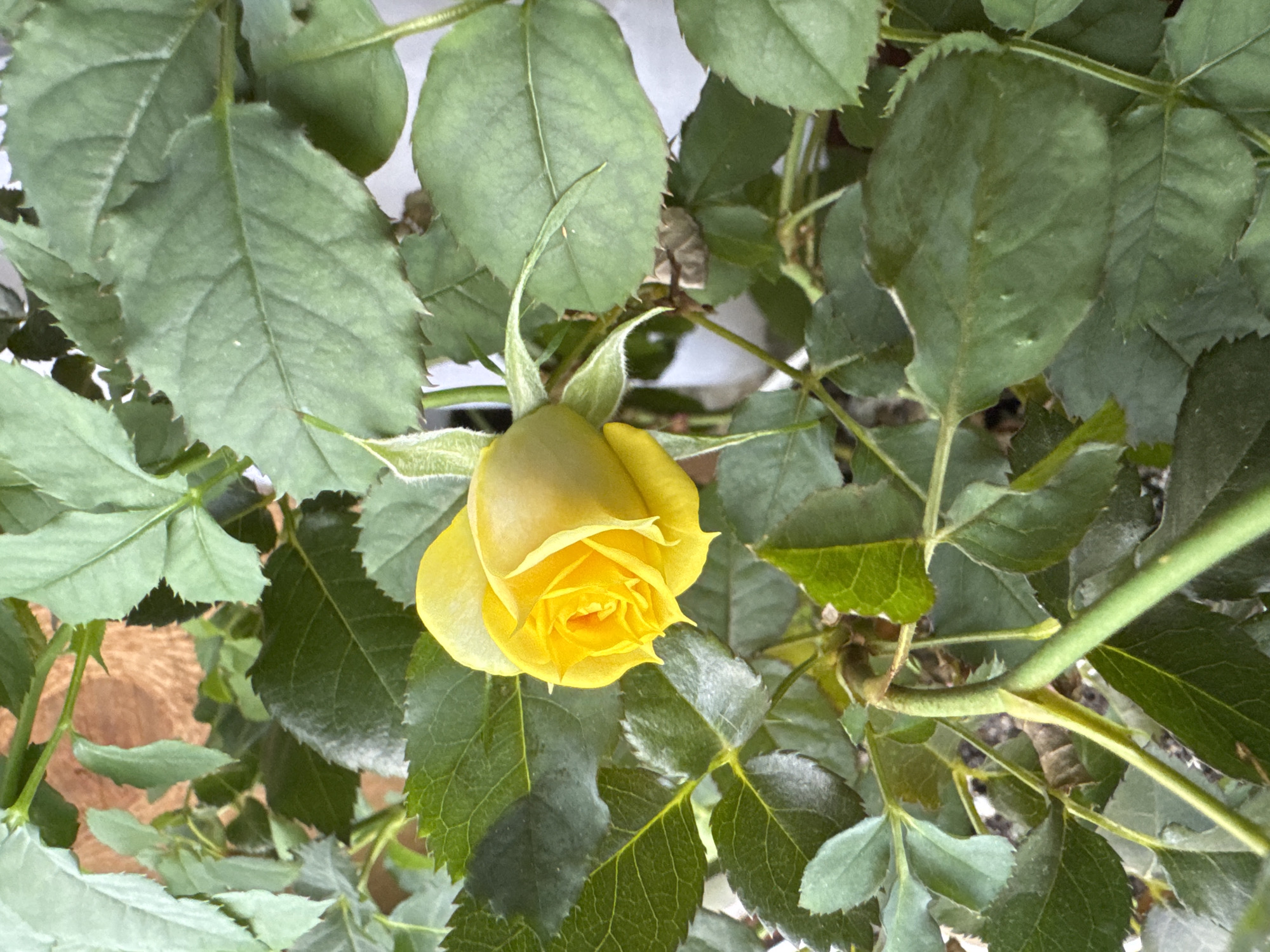 Spring moments captured: blooming rose and ducklings in Раздолье