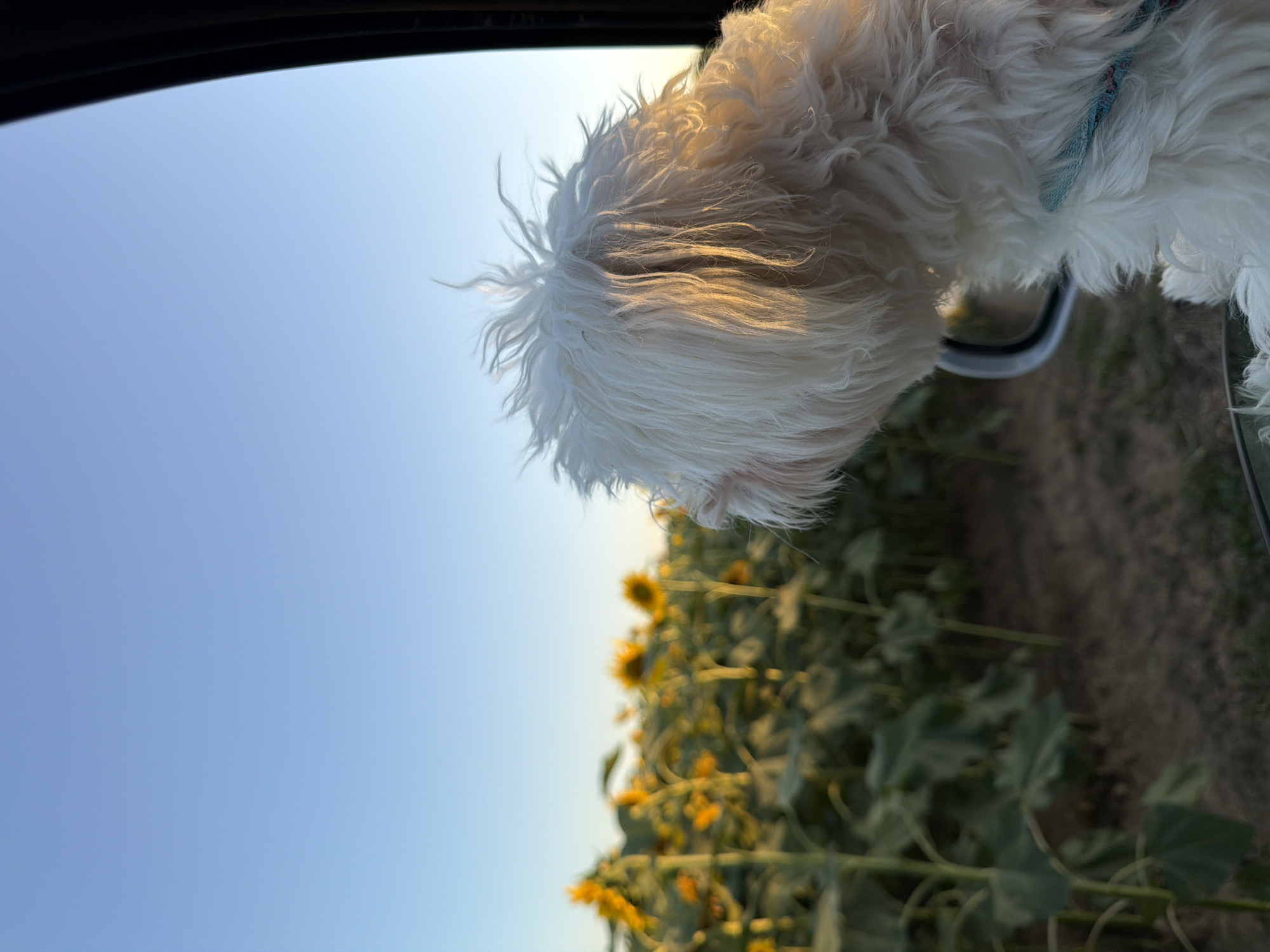 Fluffy white dog eyes a sunflower field from a car window