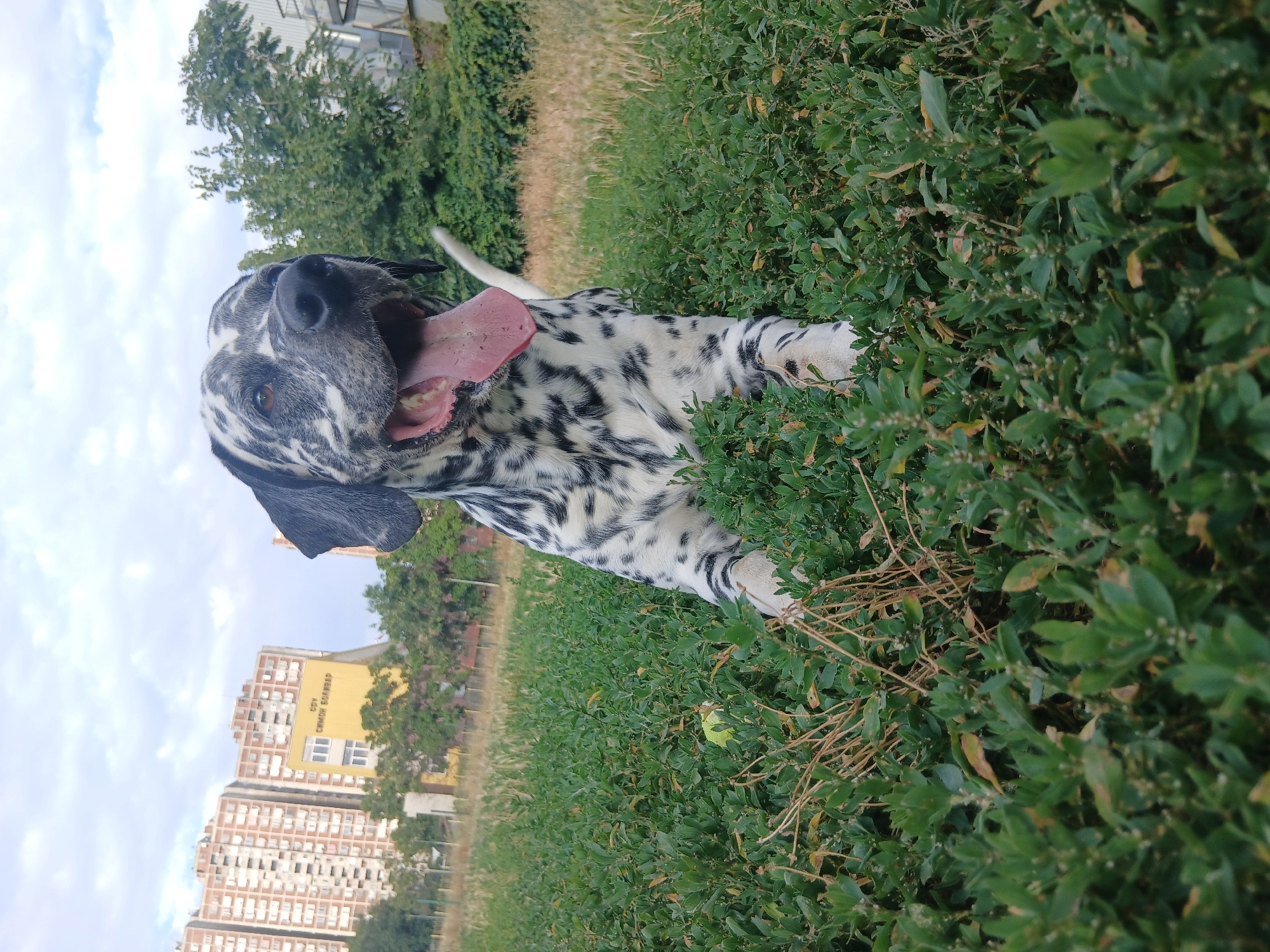 Dalmatian's afternoon-to-evening outing in an urban park